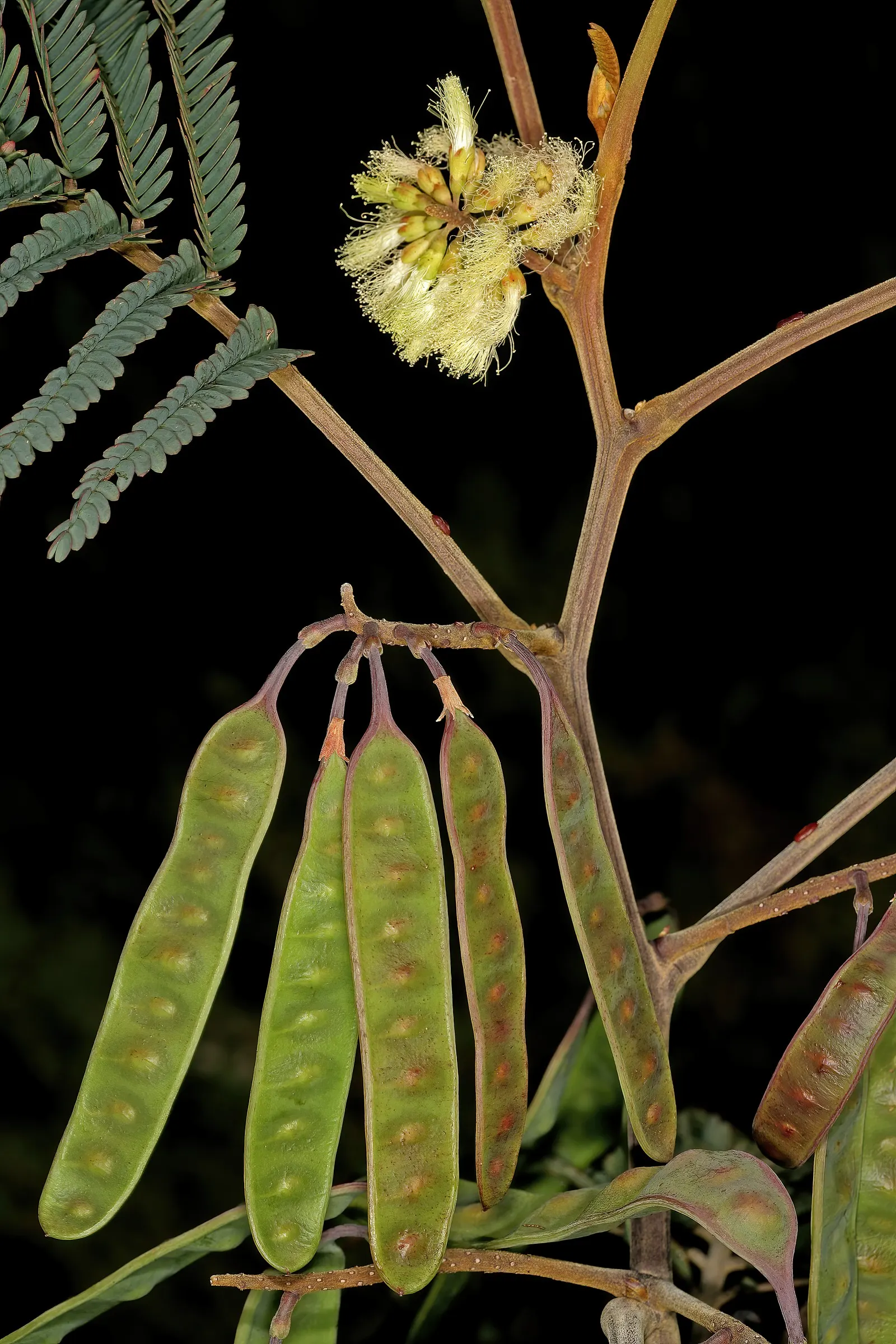 Plume Albizia (Albizia Distachya) — Watering should be regular; fast-growing deciduous tree