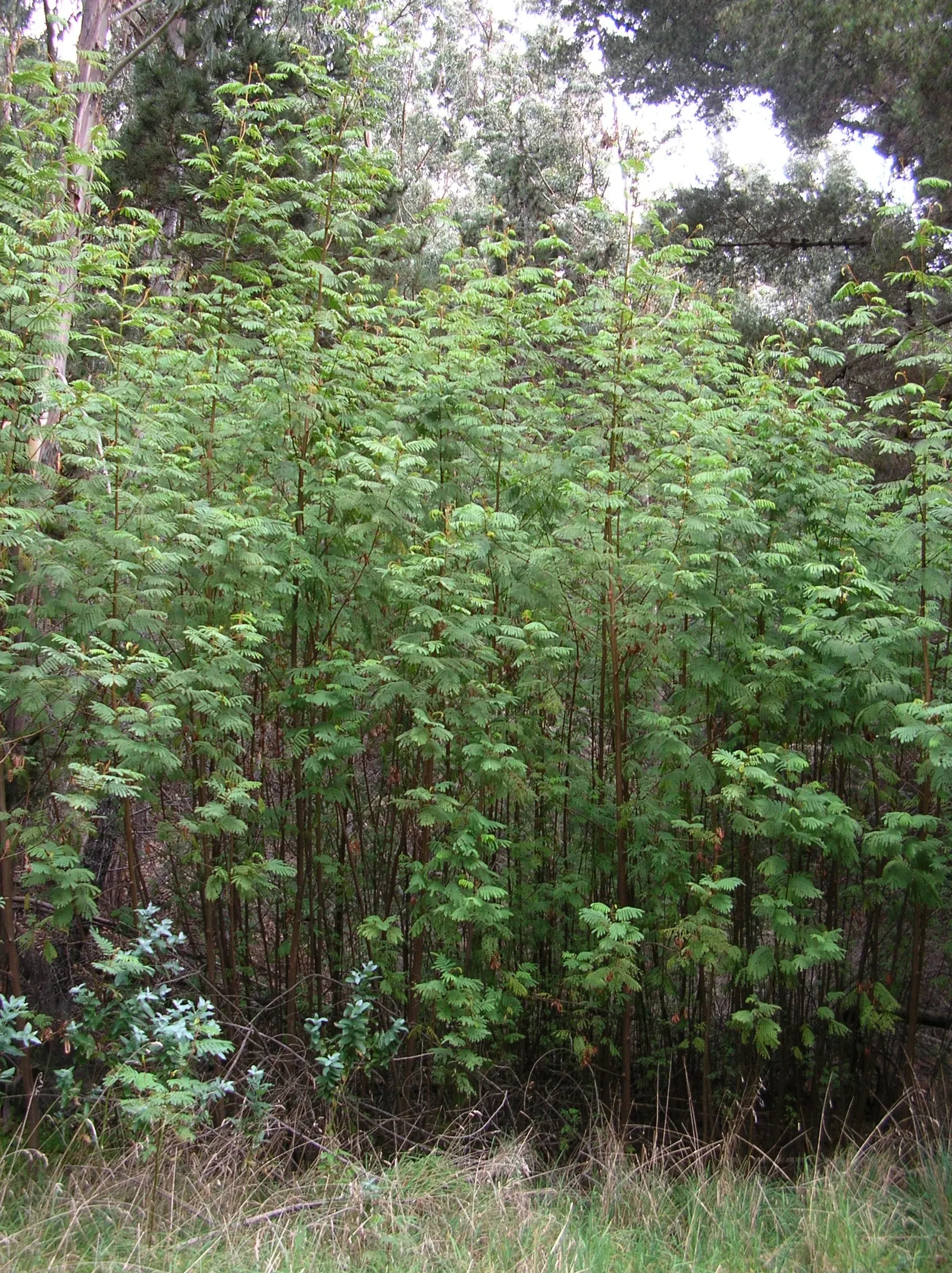 Plume Albizia (Albizia Distachya) — attracting pollinators such as bees and butterflies.<br><br>Maintenance is relatively minimal; feathery appearance that