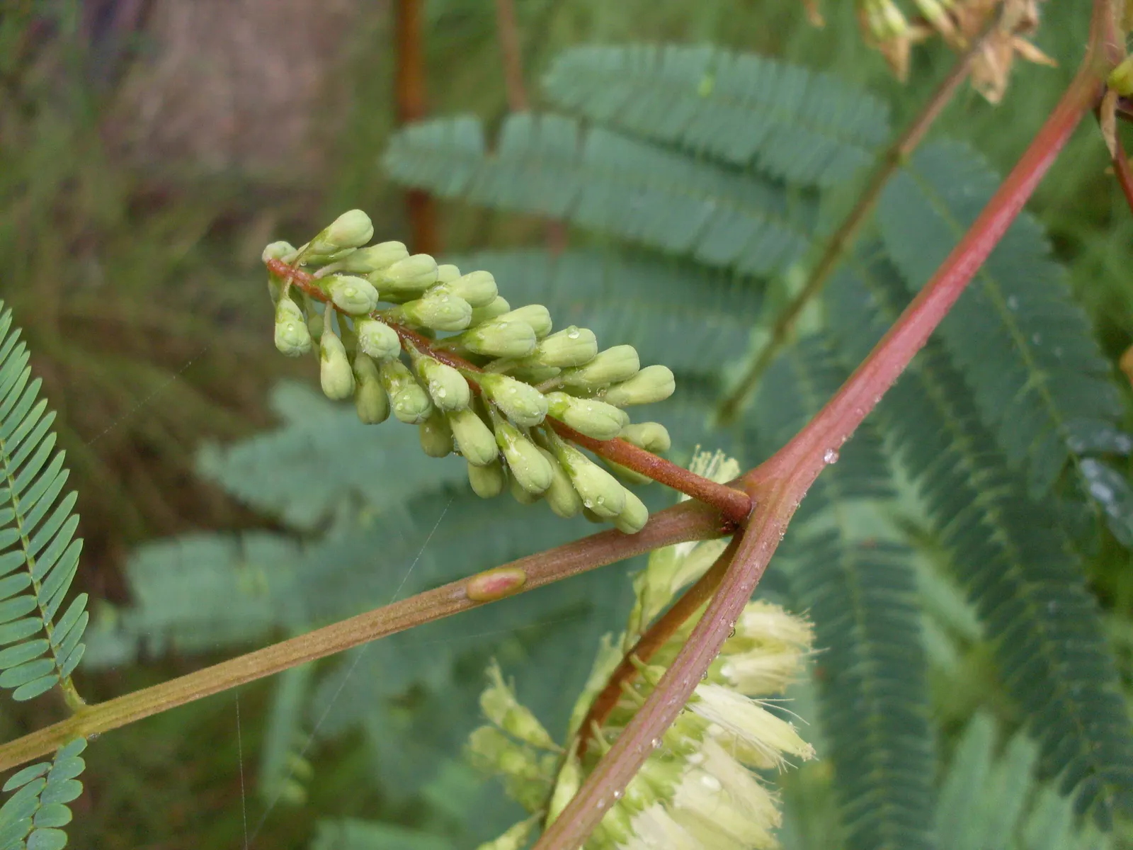 Plume Albizia (Albizia Distachya) — requiring occasional pruning to maintain its shape and promote a more lush growth; then moderate once the tree is