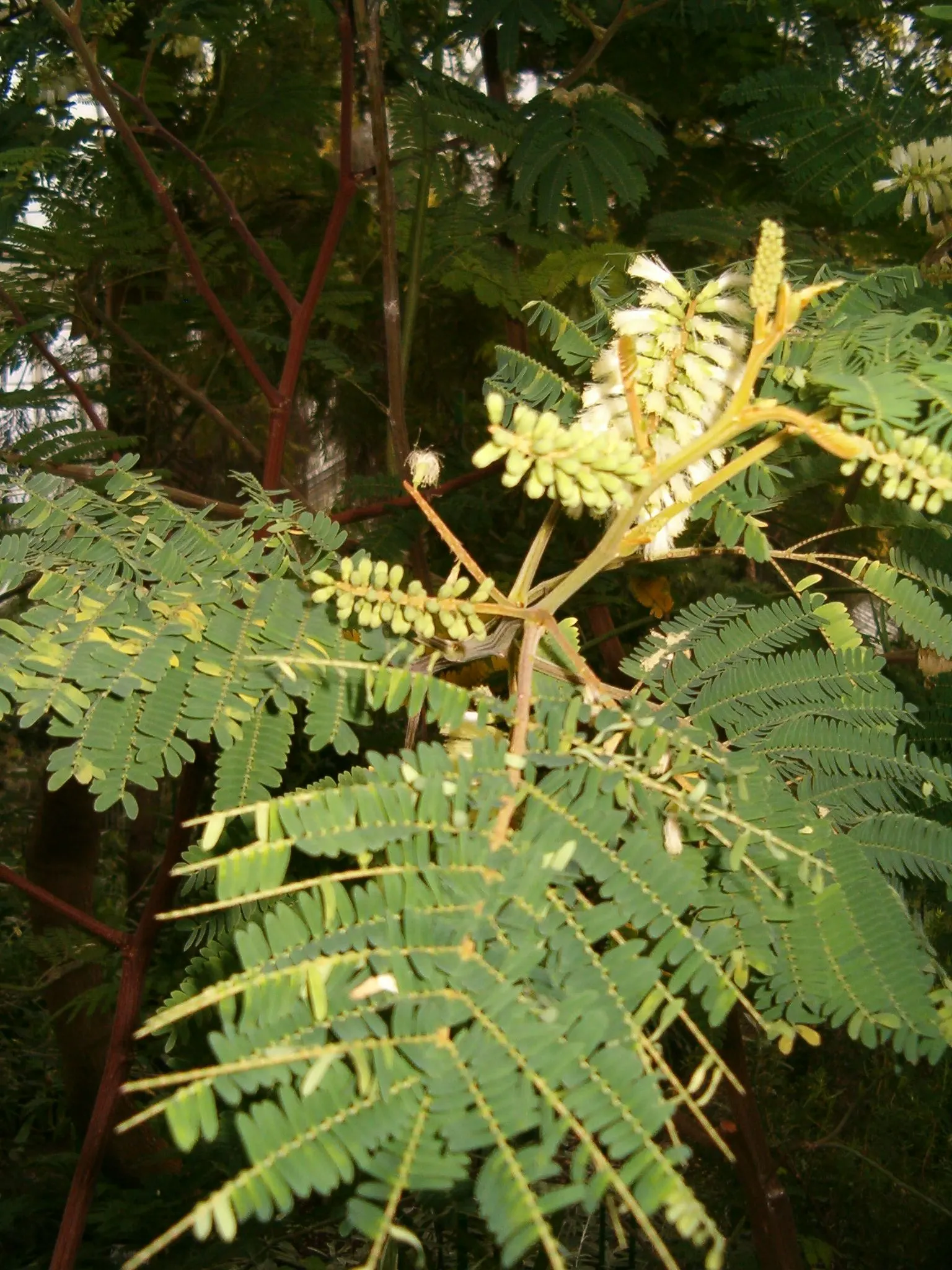 Plume Albizia (Albizia Distachya) — It is noted for its feathery bipinnate leaves and fluffy; yellow flowers in the garden