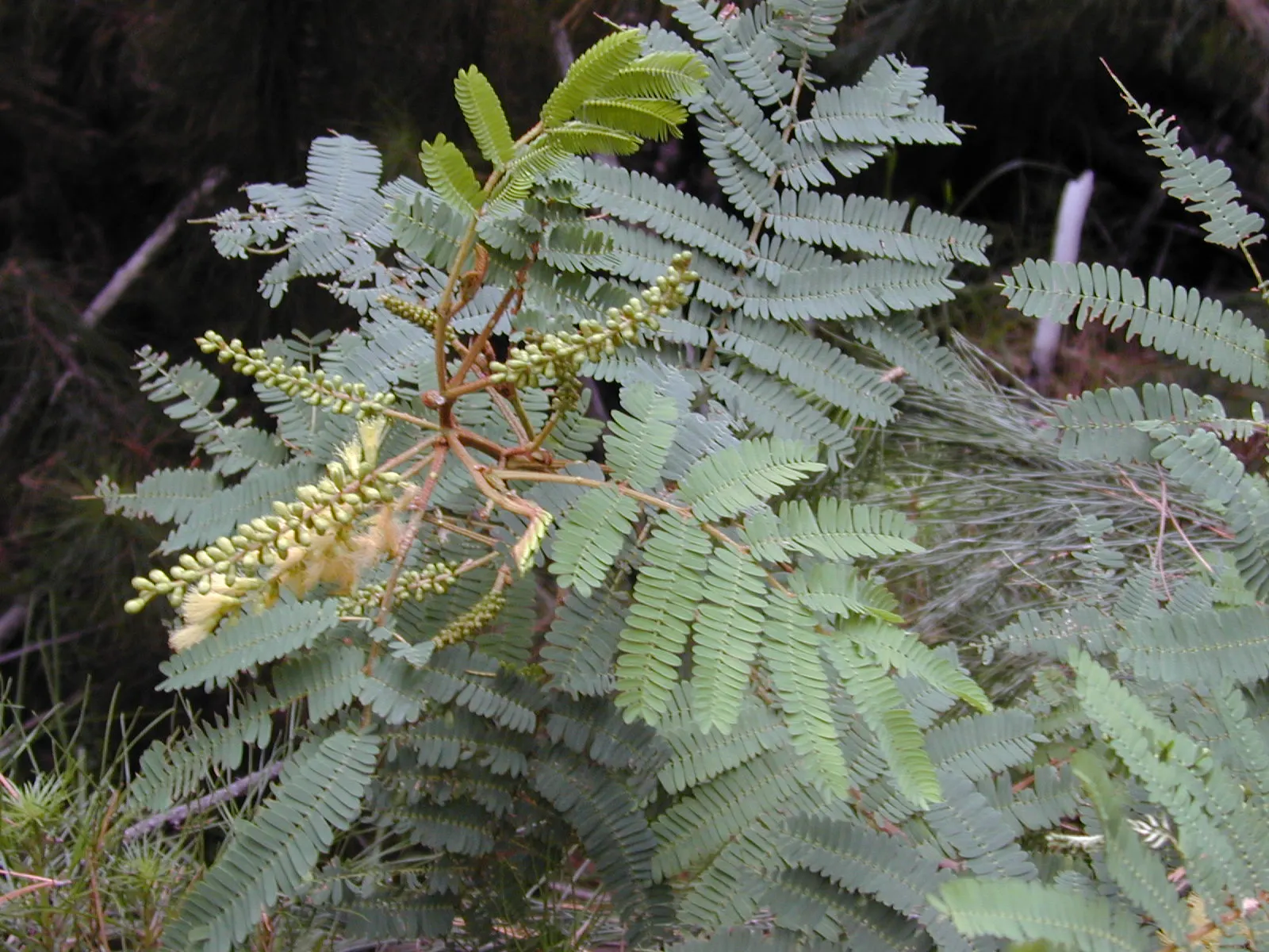Plume Albizia (Albizia Distachya) — this species thrives in USDA zones 10 through 11