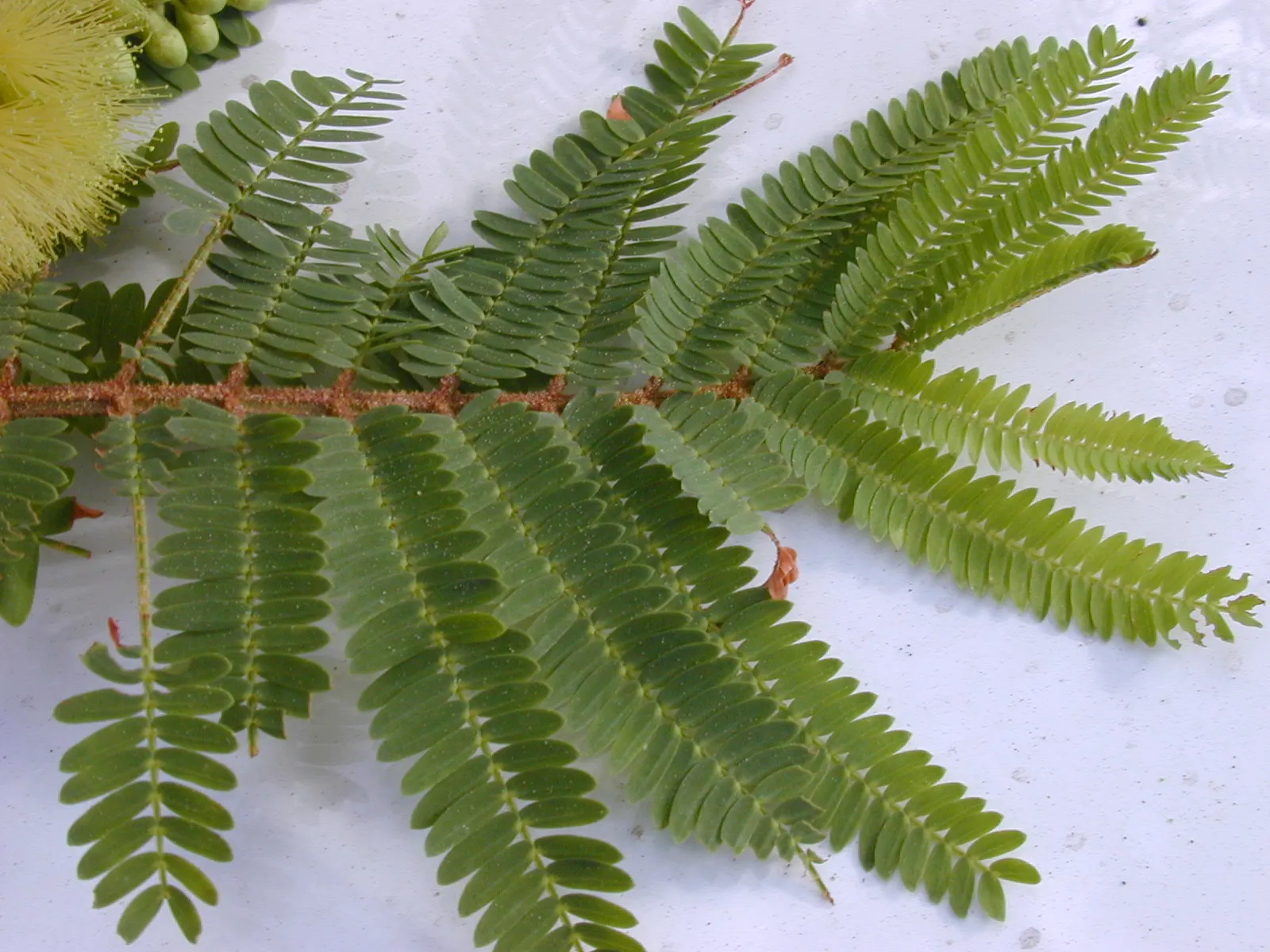 Plume Albizia (Albizia Distachya) — feathery appearance that dances in the breeze and offers dappled shade beneath; especially in the establishment phase