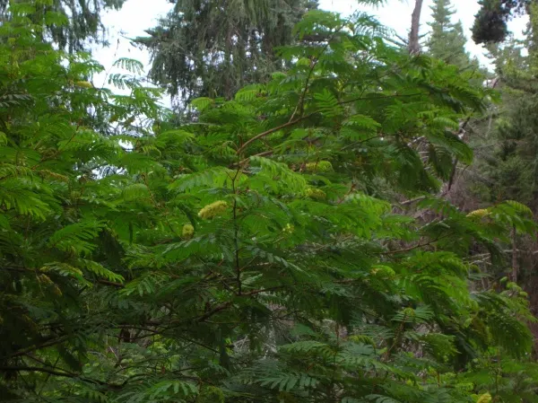 Plume Albizia (Albizia Distachya) — attracting pollinators such as bees and butterflies.<br><br>Maintenance is relatively minimal