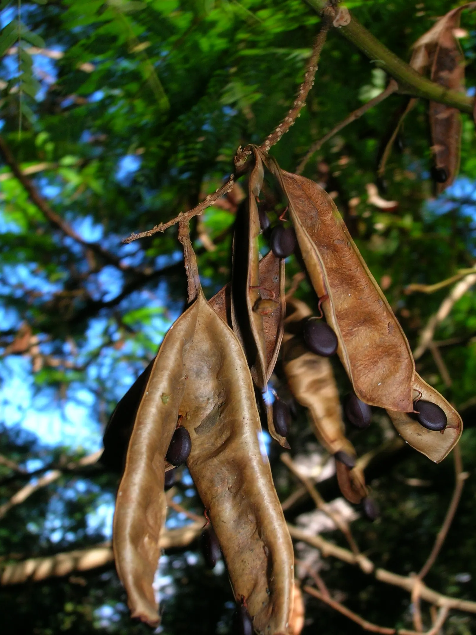 Plume Albizia (Albizia Distachya) — scientifically known as Albizia distachya