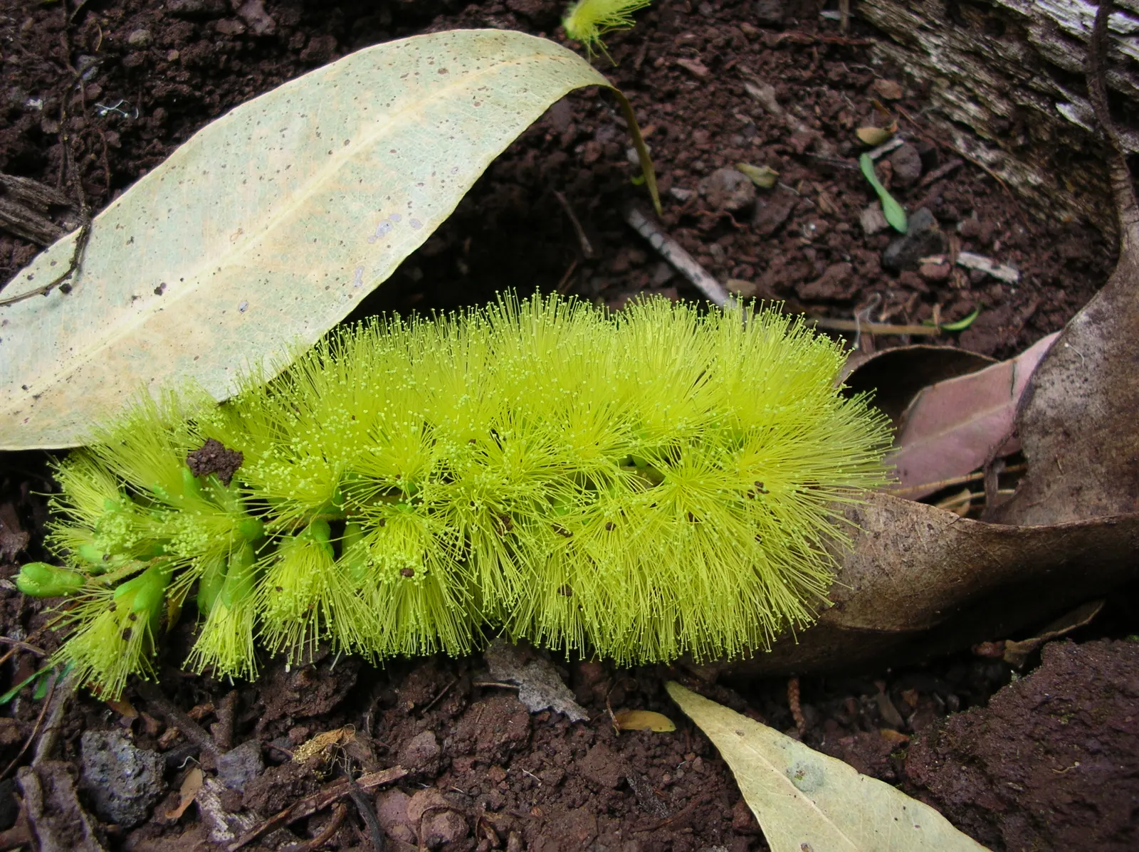 Plume Albizia (Albizia Distachya) — feathery appearance that dances in the breeze and offers dappled shade beneath