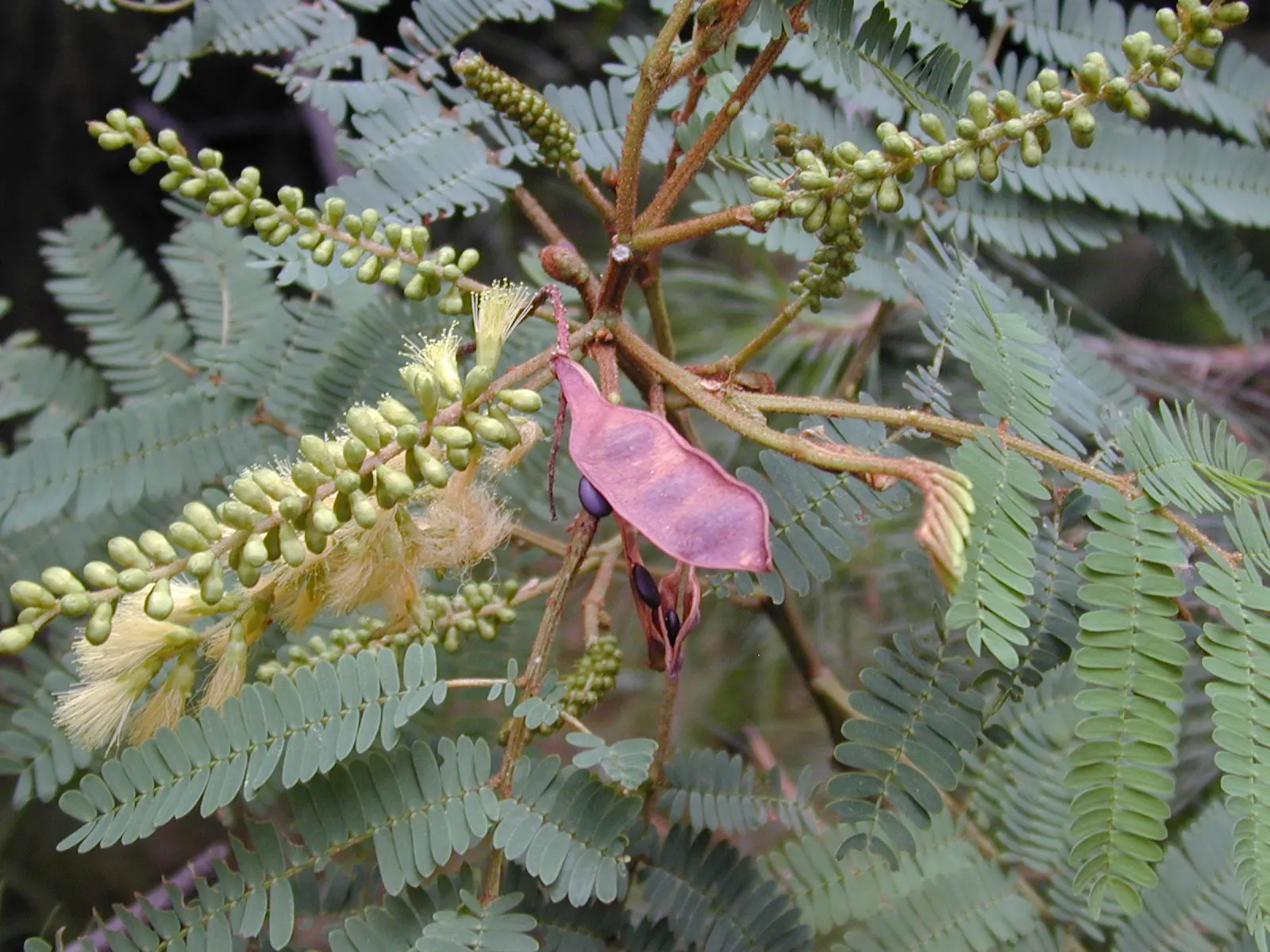 Plume Albizia (Albizia Distachya) — provided they are well-draining