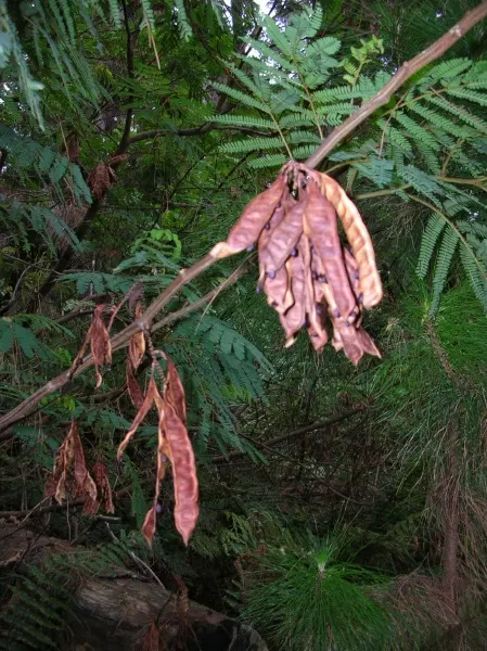 Plume Albizia (Albizia Distachya) — the Plume Albizia produces an exquisite display of puffball-like flowers