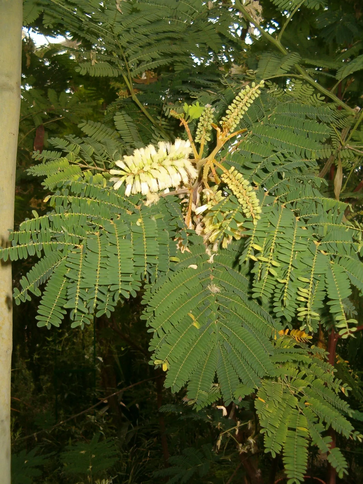 Plume Albizia (Albizia Distachya) — is a captivating semi-evergreen tree that will add a touch of tropical elegance to any landscape design; tree with yellow