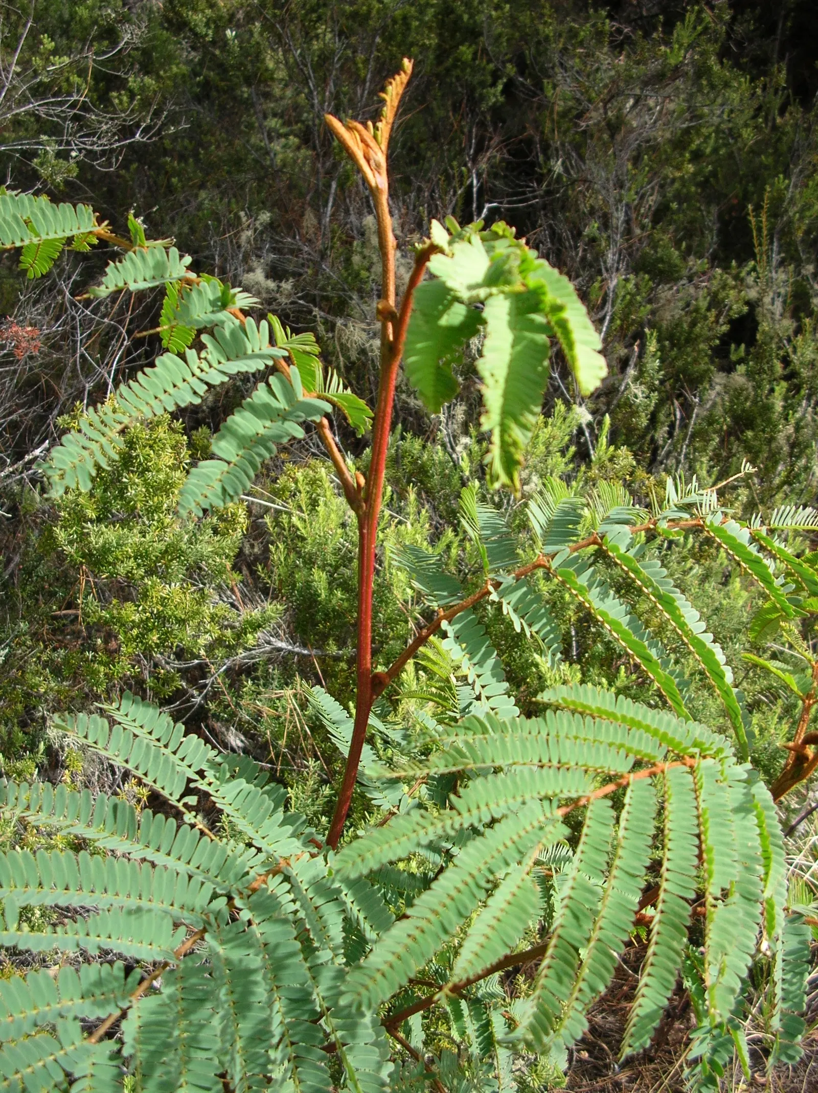 Plume Albizia (Albizia Distachya) — <br><br>The tree typically reaches a moderate height of 20 to 30 feet, with a canopy that spreads equally wide