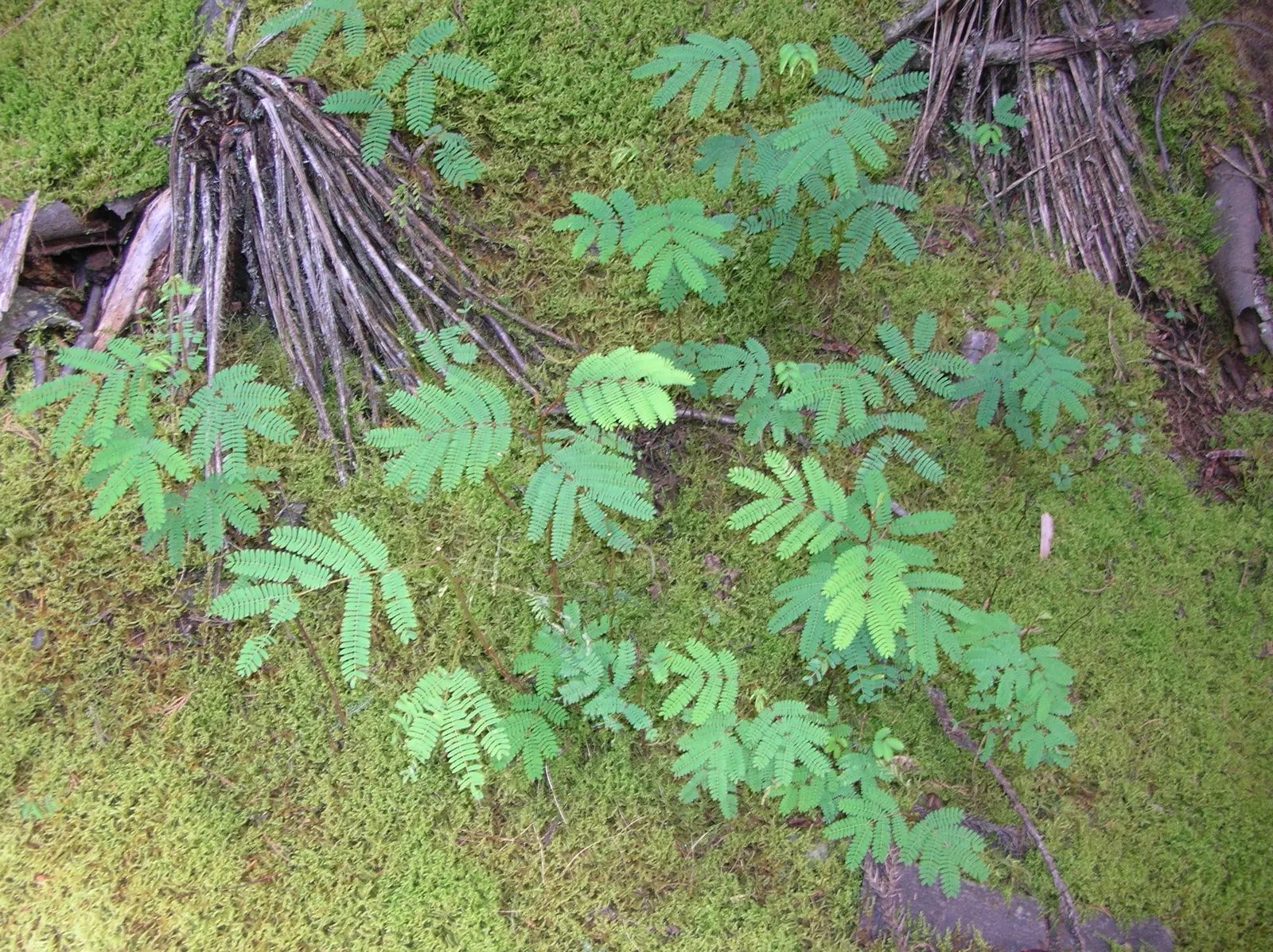 Plume Albizia (Albizia Distachya) — then moderate once the tree is well-established; the Plume Albizia produces an exquisite display of puffball-like flowers