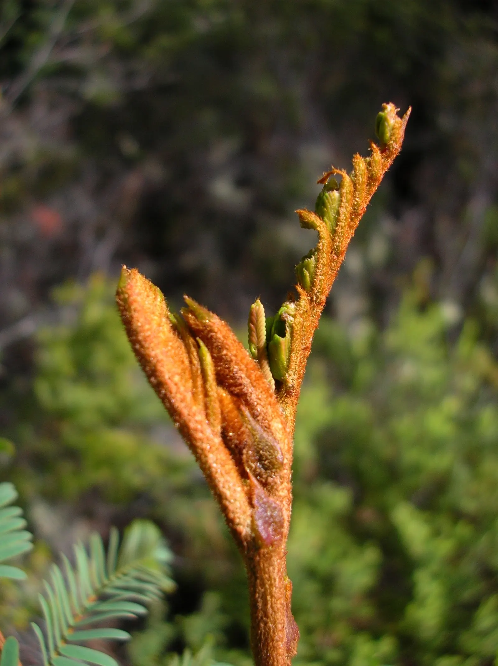 Plume Albizia (Albizia Distachya) — especially in the establishment phase; originating from Southeast Asia