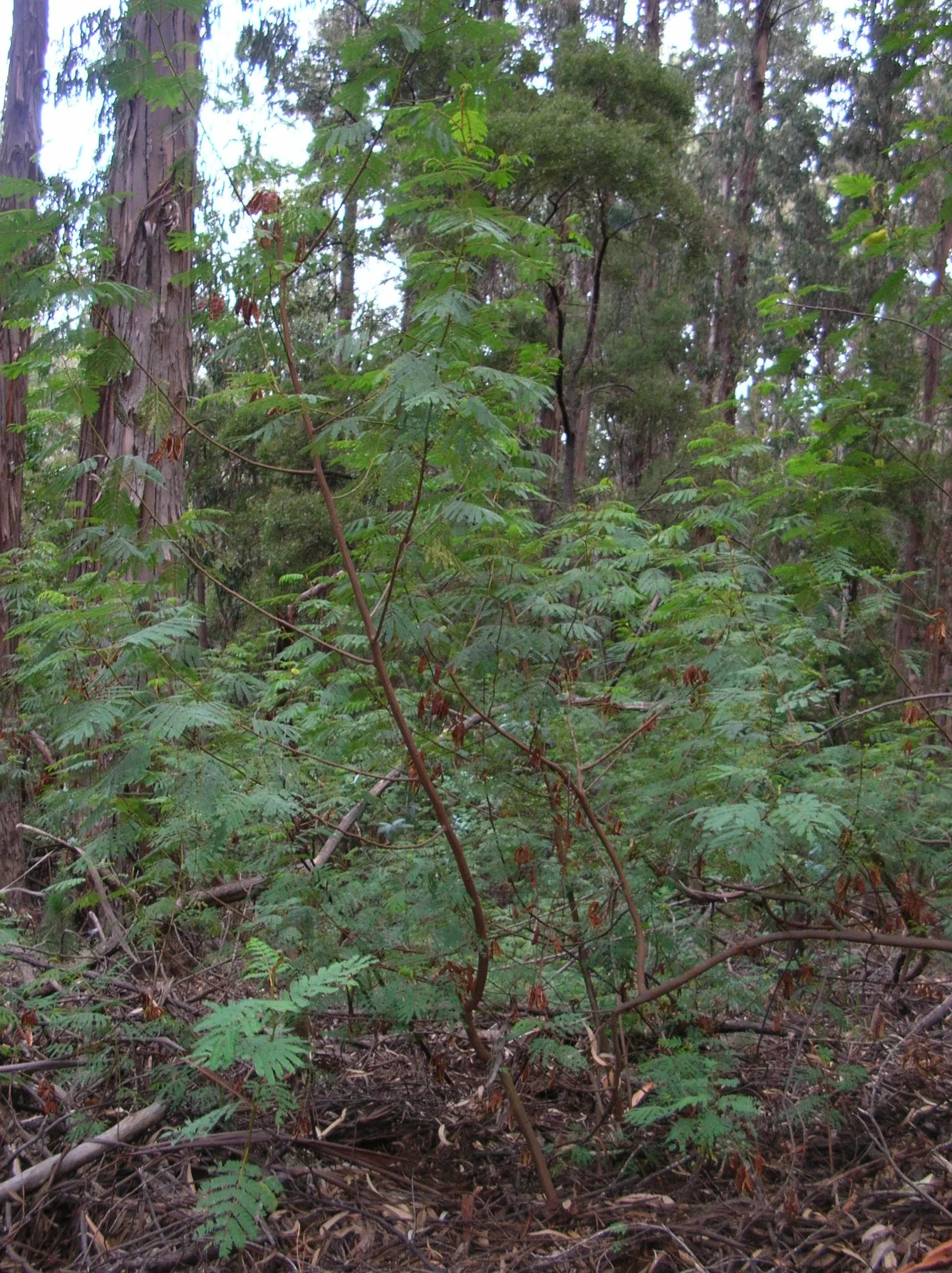 Plume Albizia (Albizia Distachya) — <br><br>The tree typically reaches a moderate height of 20 to 30 feet, with a canopy that spreads equally wide, image 40