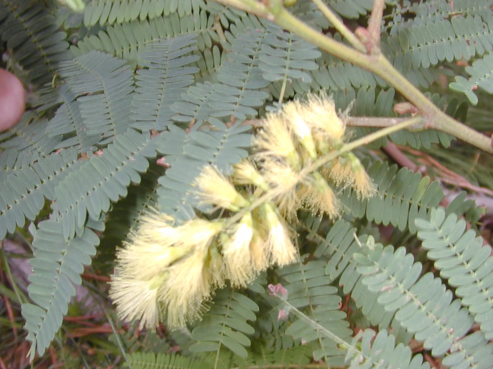 Plume Albizia (Albizia Distachya) — scientifically known as Albizia distachya; requiring occasional pruning to maintain its shape and promote a more lush growth