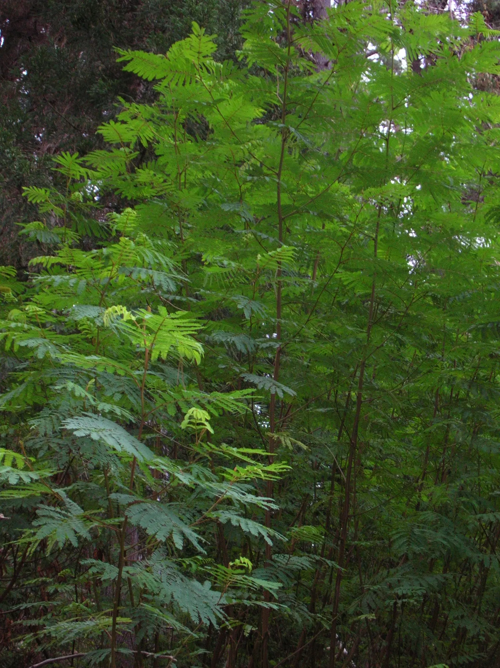Plume Albizia (Albizia Distachya) — tree with yellow blooms