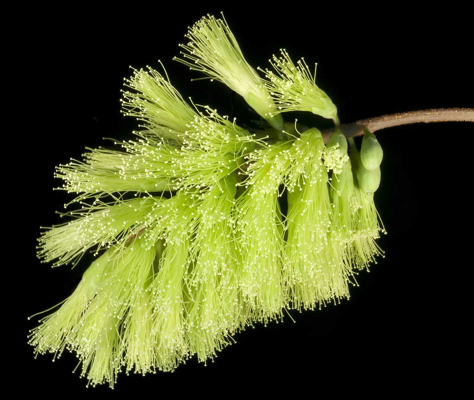 Plume Albizia (Albizia Distachya) — yellow flowers in the garden