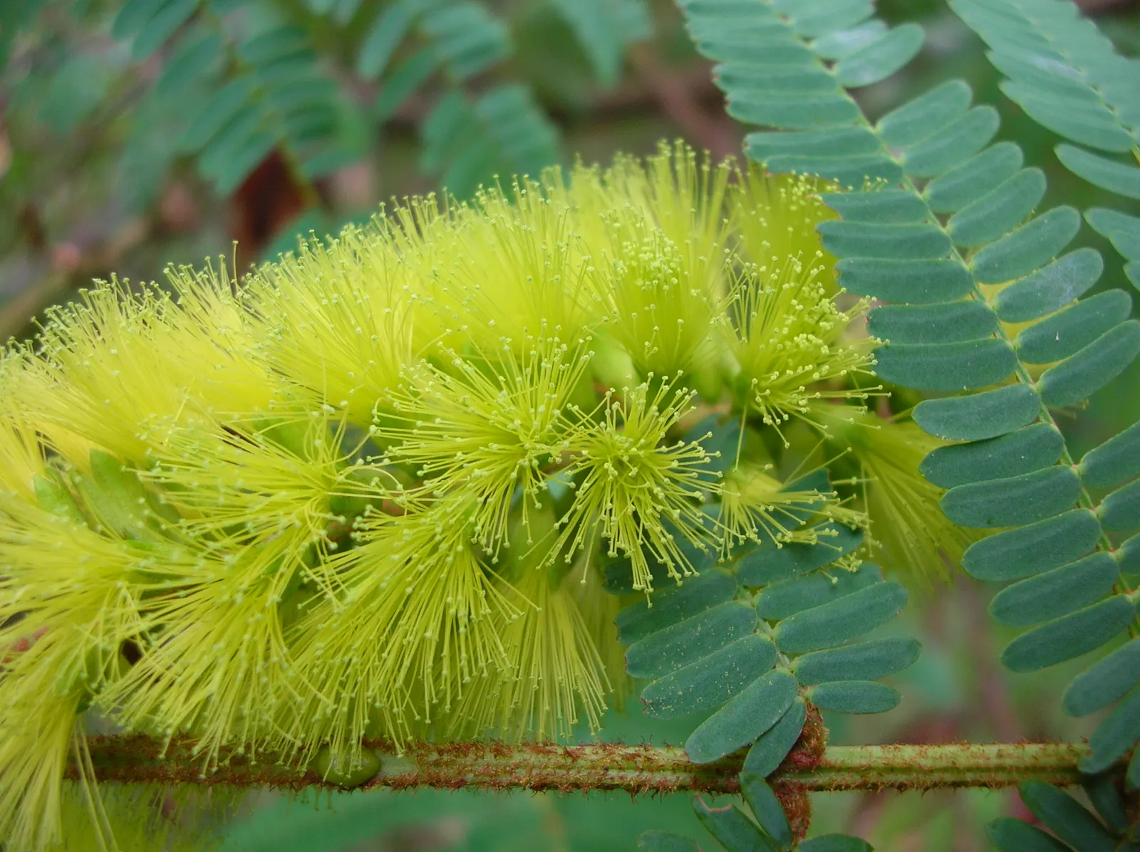 Plume Albizia (Albizia Distachya) — this species thrives in USDA zones 10 through 11; <br><br>The tree typically reaches a moderate height of 20 to 30 feet