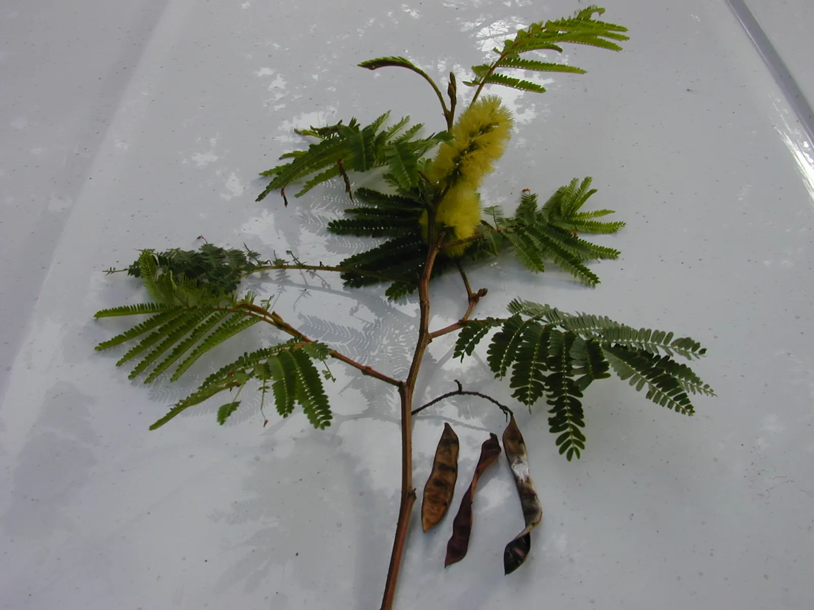 Plume Albizia (Albizia Distachya) — featuring a palette of creamy whites and soft yellows; is a captivating semi-evergreen tree that will add a touch of