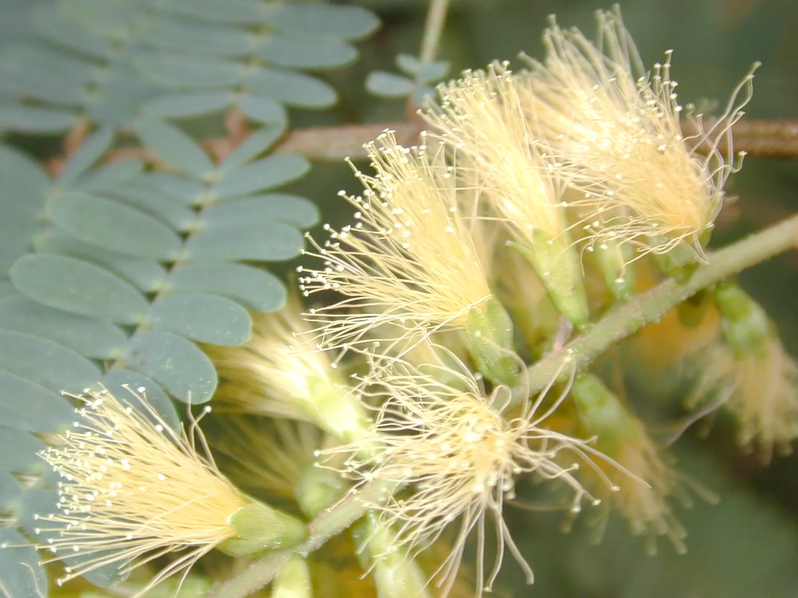 Plume Albizia (Albizia Distachya) — Albizia distachya can be susceptible to frost