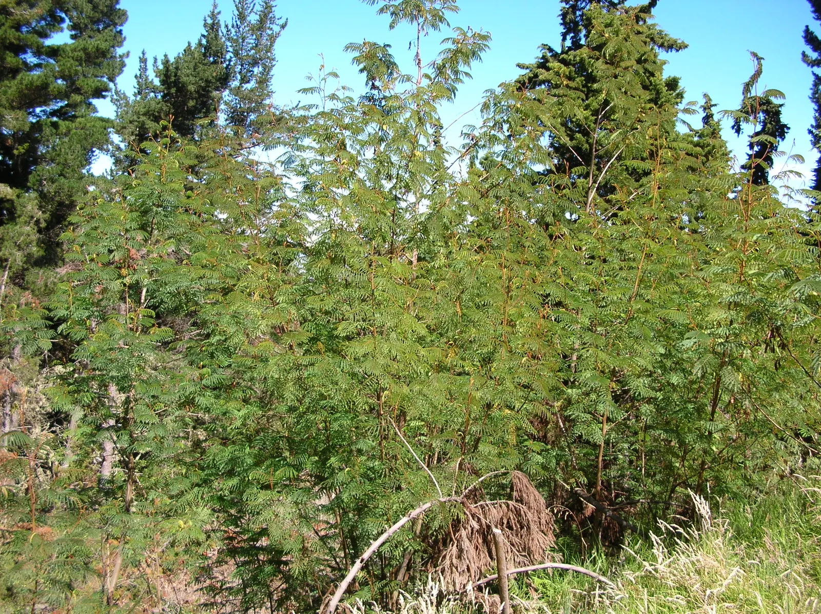 Plume Albizia (Albizia Distachya) — fast-growing deciduous tree