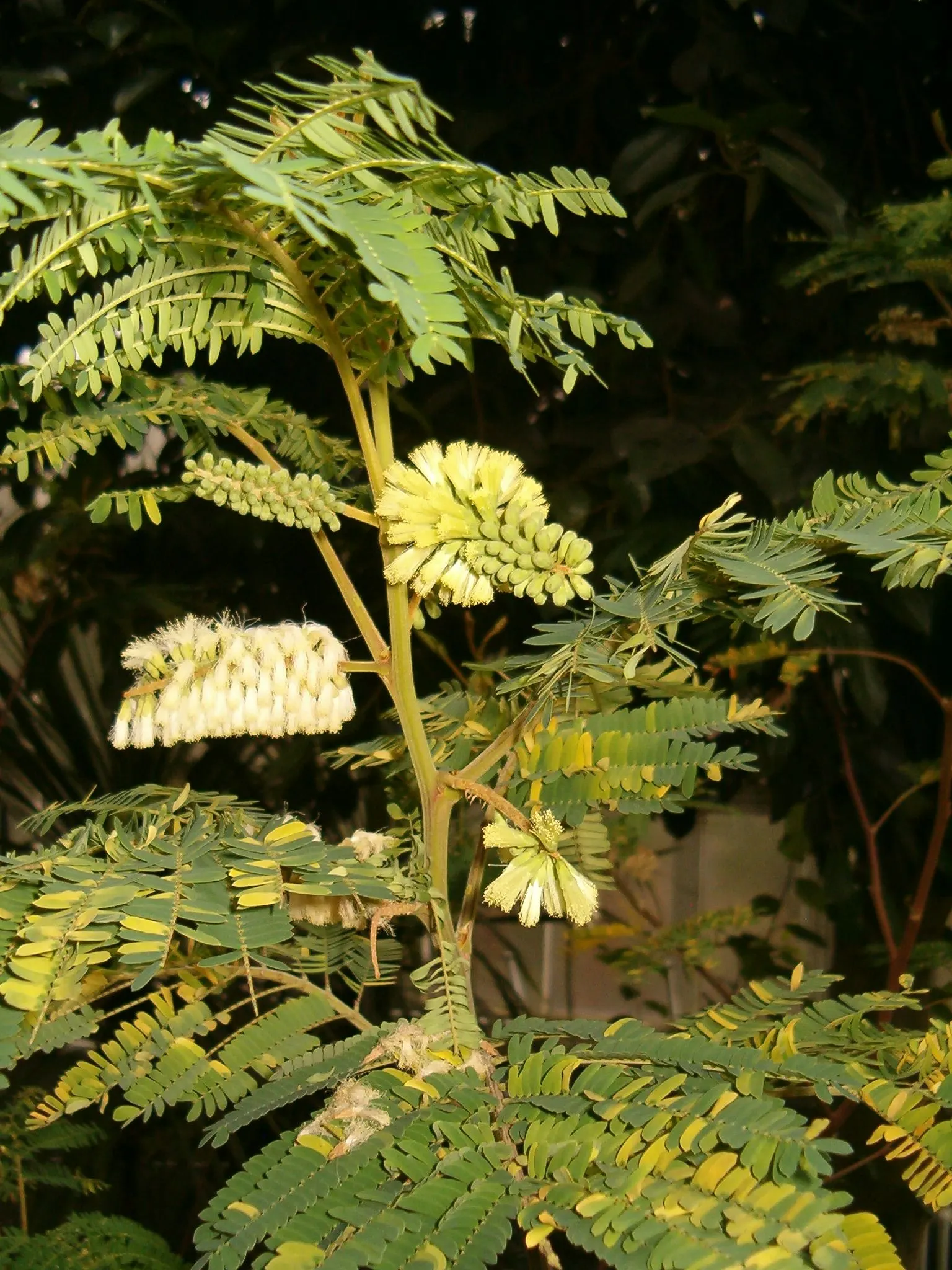 Plume Albizia (Albizia Distachya) — often reaching heights of 20-30 feet