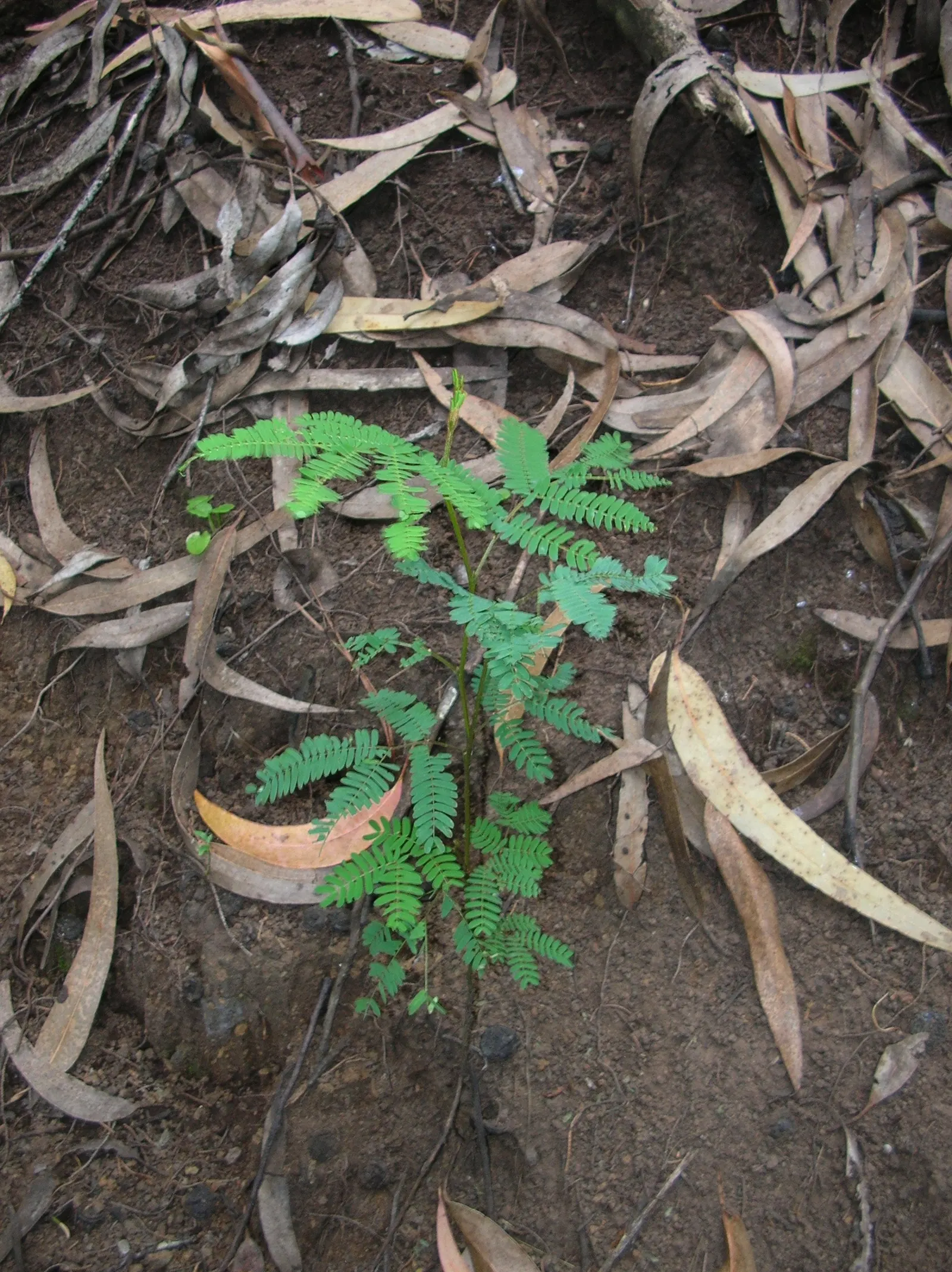 Plume Albizia (Albizia Distachya) — especially in the establishment phase