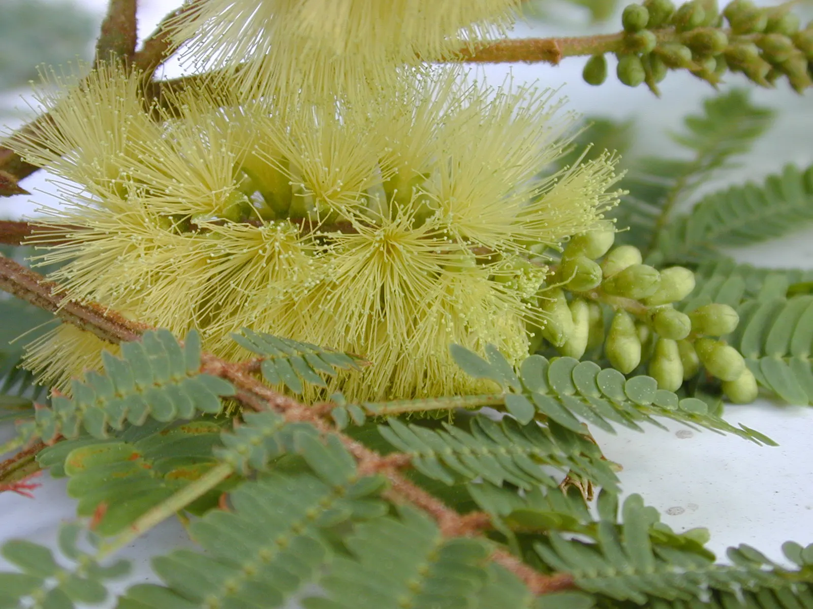 Plume Albizia (Albizia Distachya) — contributing to a vibrant ecosystem in the garden