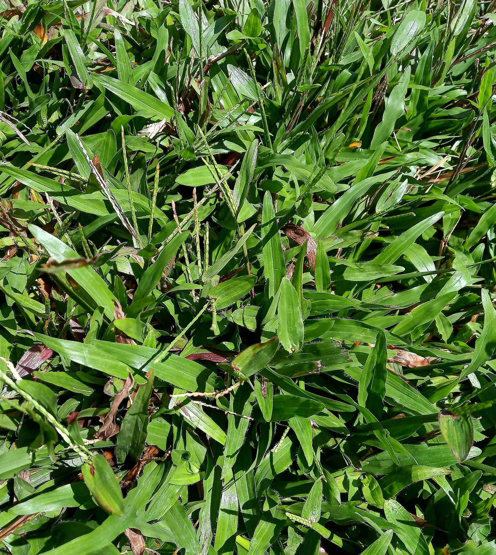 St. Augustine Grass (Lawn) (Stenotaphrum Secundatum) — Stenotaphrum secundatum, commonly known as St
