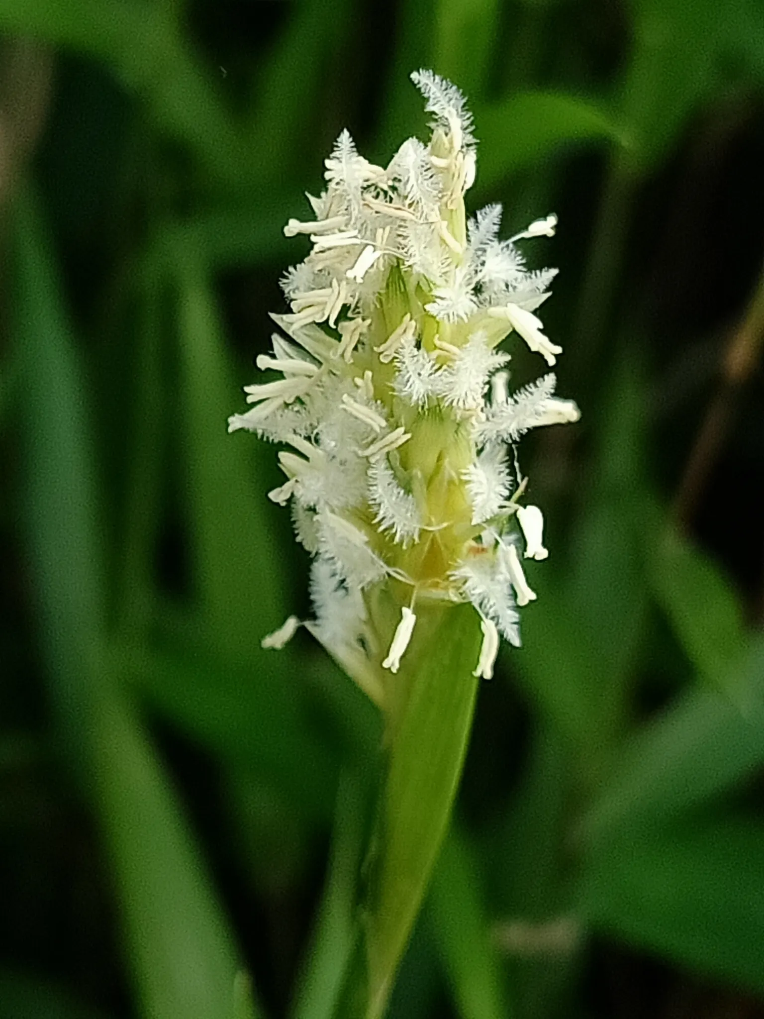 St. Augustine Grass (Lawn) (Stenotaphrum Secundatum) — flat blades that exhibit a lush