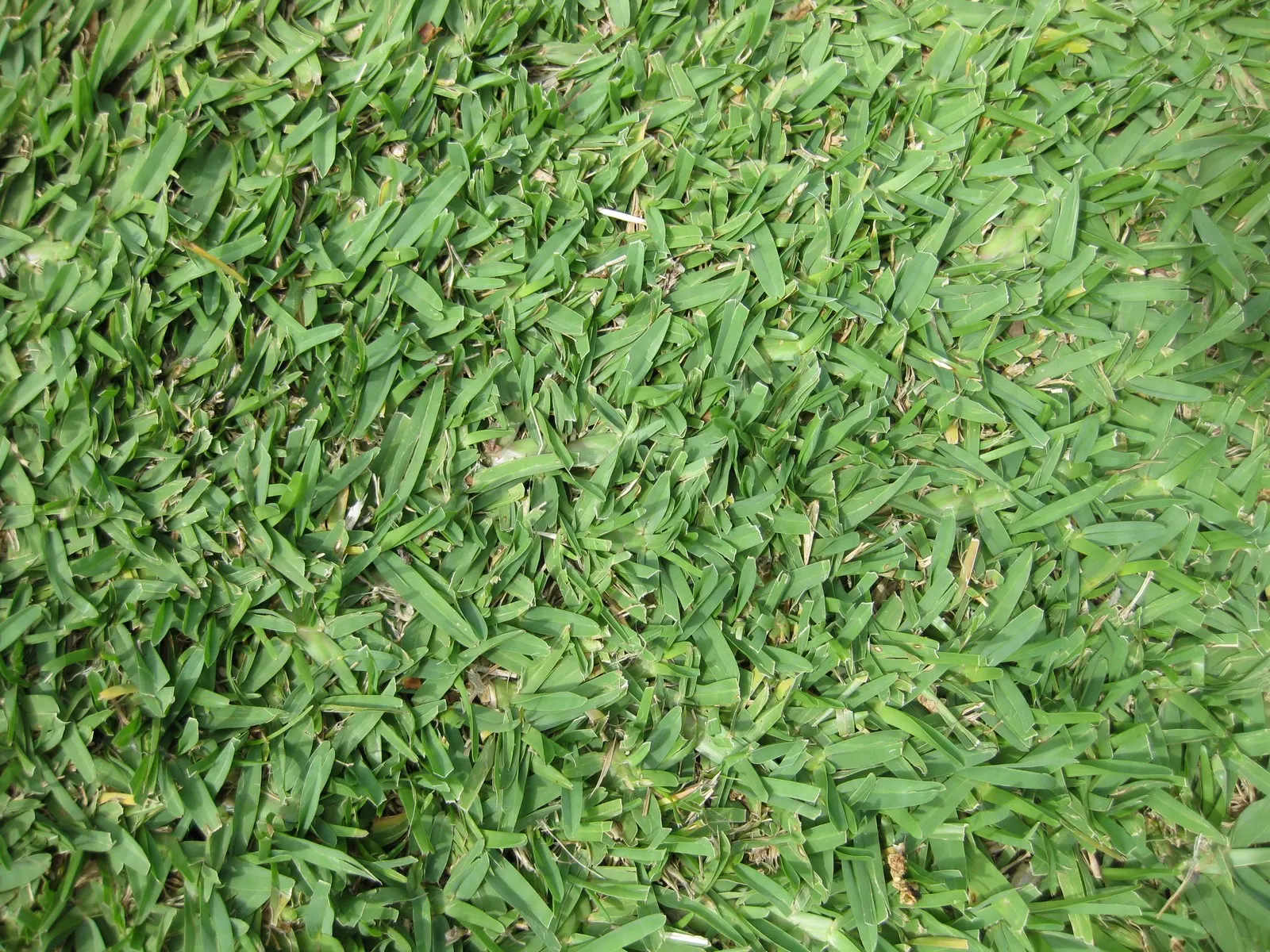 St. Augustine Grass (Lawn) (Stenotaphrum Secundatum) — However, it does offer respectable shade tolerance compared to other warm-season grasses; this grass