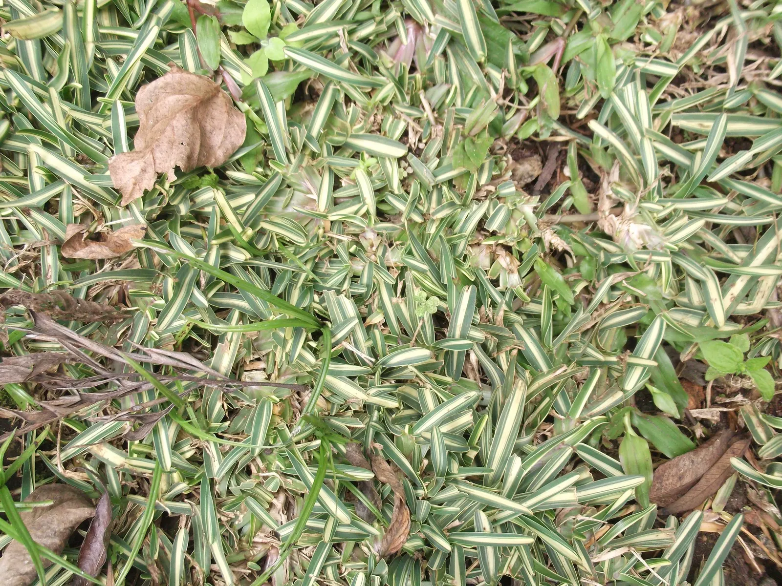 St. Augustine Grass (Lawn) (Stenotaphrum Secundatum) — coastal areas with its ability to thrive in salty and alkaline soils; augustine Grass has susceptibility