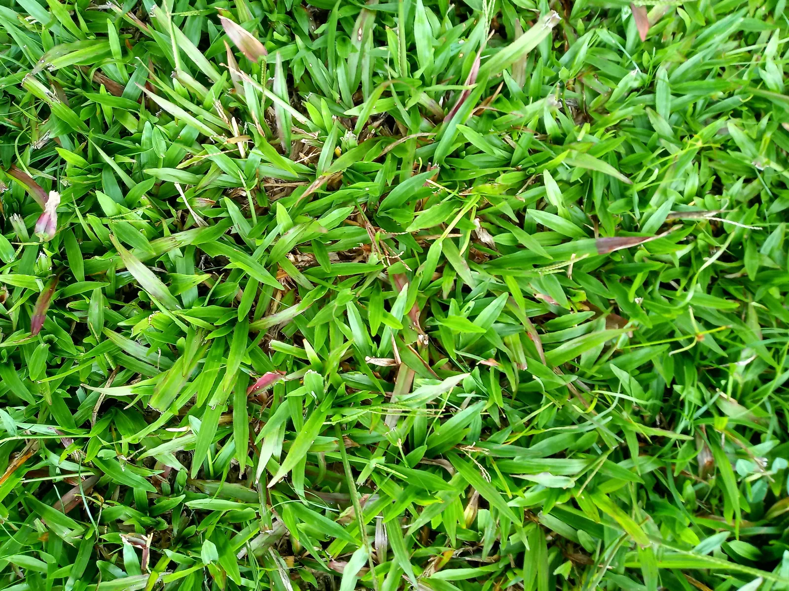 St. Augustine Grass (Lawn) (Stenotaphrum Secundatum) — When establishing, maintain a height of 2-4 inches to encourage robust growth