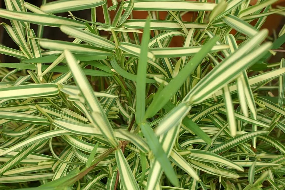 St. Augustine Grass (Lawn) (Stenotaphrum Secundatum) — The recommended mowing height for maintaining a healthy St