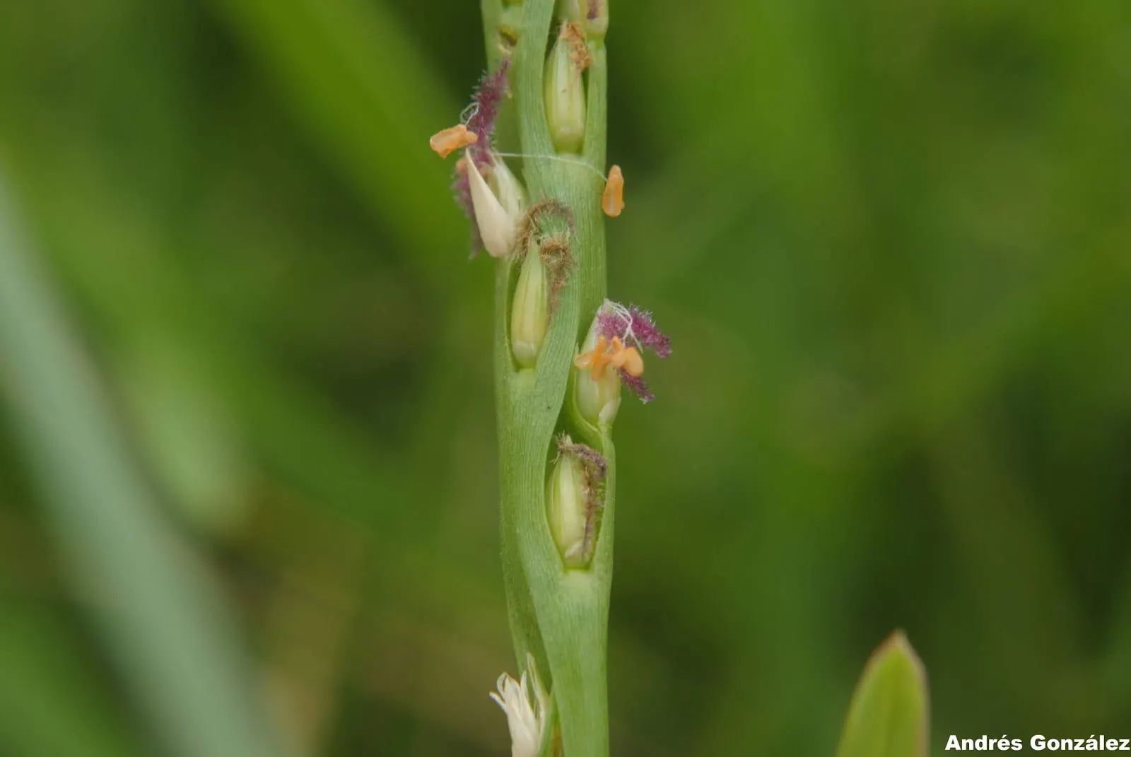 St. Augustine Grass (Lawn) (Stenotaphrum Secundatum) — but requires at least 4 inches of rainfall or irrigation monthly; is a widely chosen lawn grass for warm