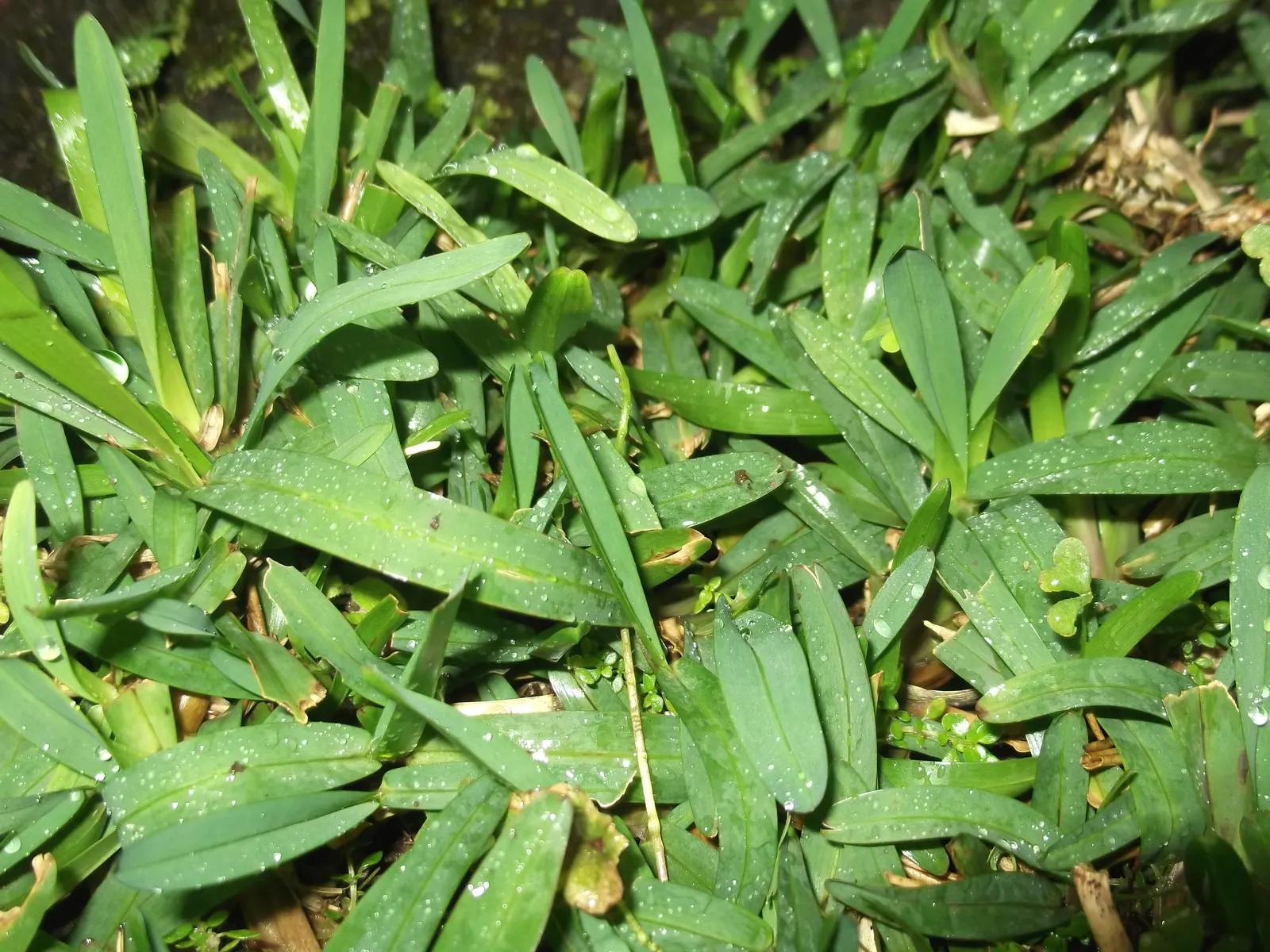 St. Augustine Grass (Lawn) (Stenotaphrum Secundatum) — Augustine Grass, thrives in warm, coastal regions; this grass features a dense and carpet-like quality