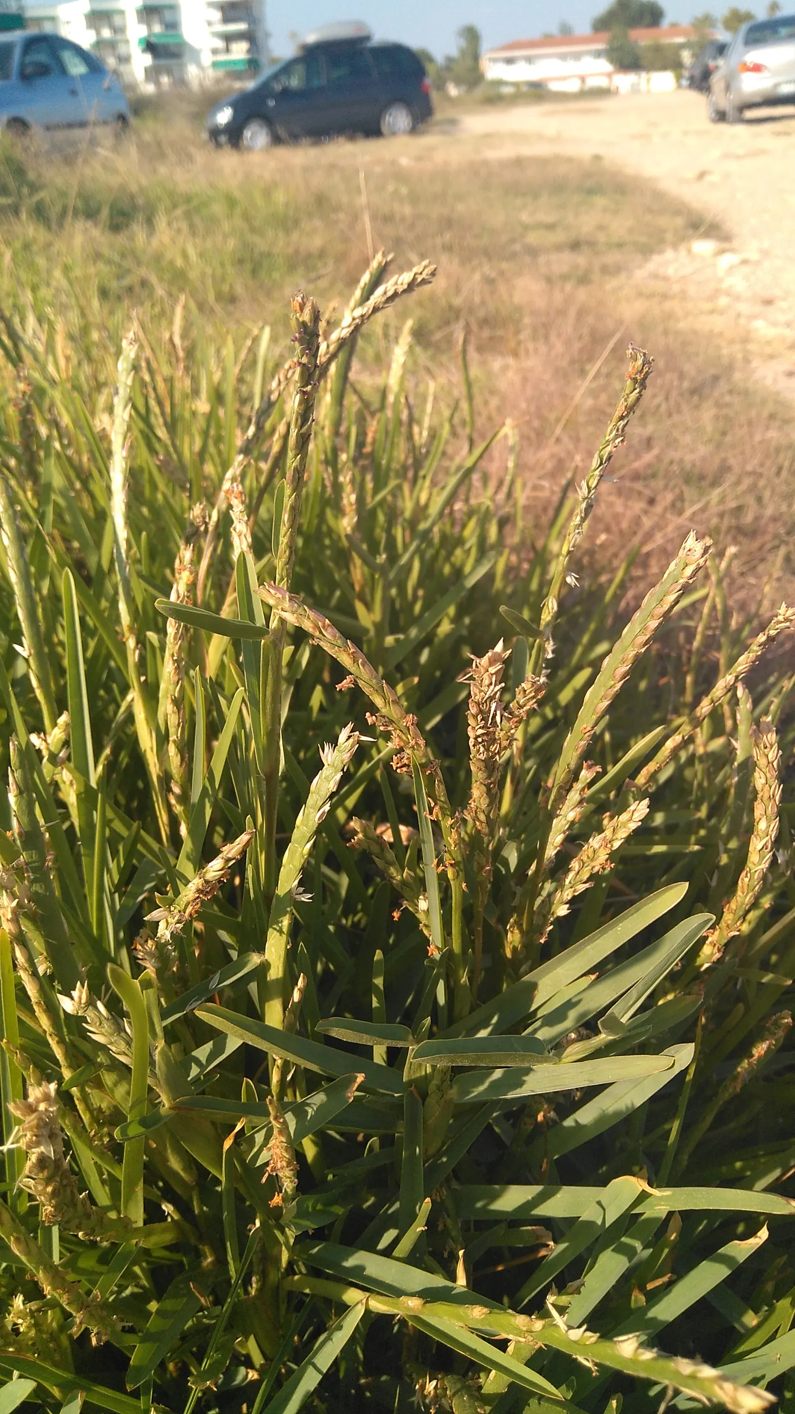 St. Augustine Grass (Lawn) (Stenotaphrum Secundatum) — Augustine Grass has susceptibility to these issues; when establishing, maintain a height of 2-4 inches