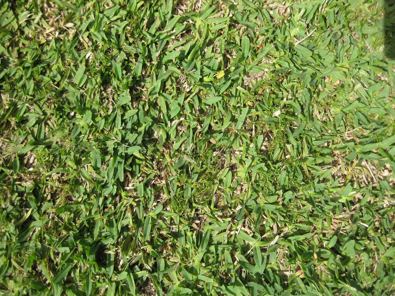 St. Augustine Grass (Lawn) (Stenotaphrum Secundatum) — This grass variety boasts a lush, blue-green hue with broad, flat blades approximately 0.25, image 49