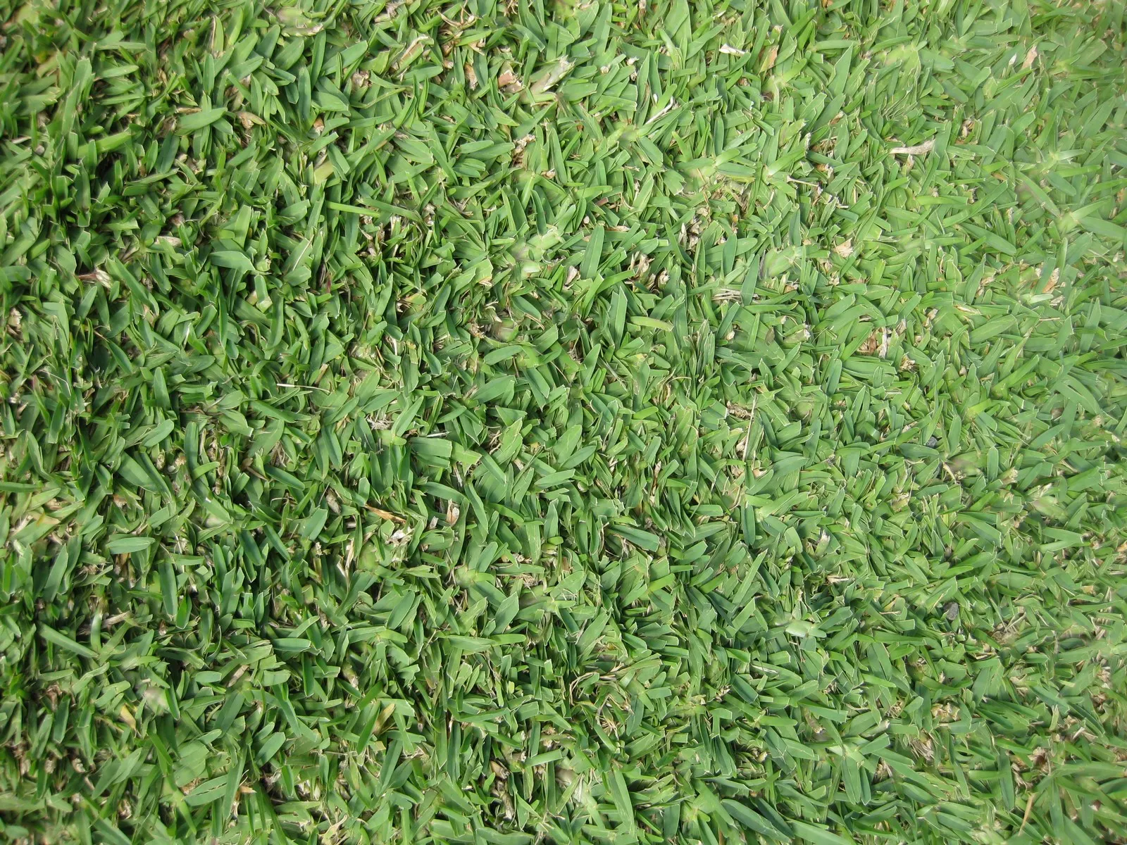 St. Augustine Grass (Lawn) (Stenotaphrum Secundatum) — typically once or twice a week; scientifically known as Stenotaphrum secundatum
