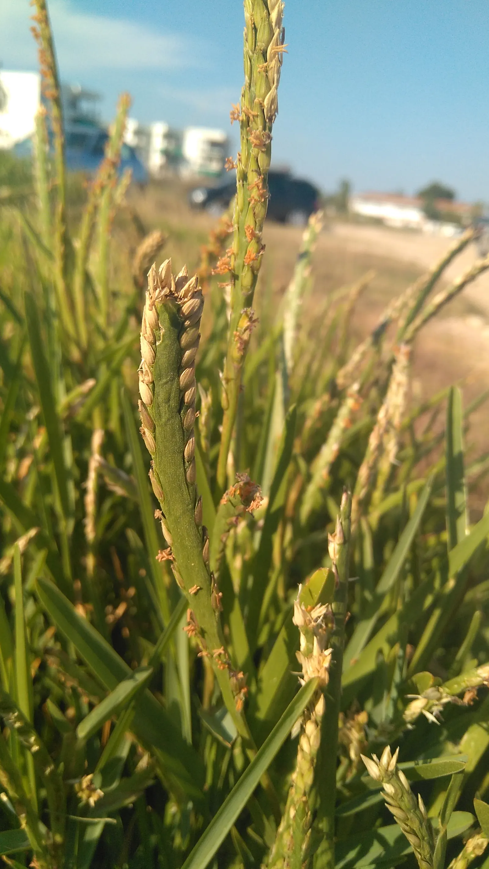 St. Augustine Grass (Lawn) (Stenotaphrum Secundatum) — Stenotaphrum secundatum, commonly known as St; it creates a dense mat and tolerates shade, image 47
