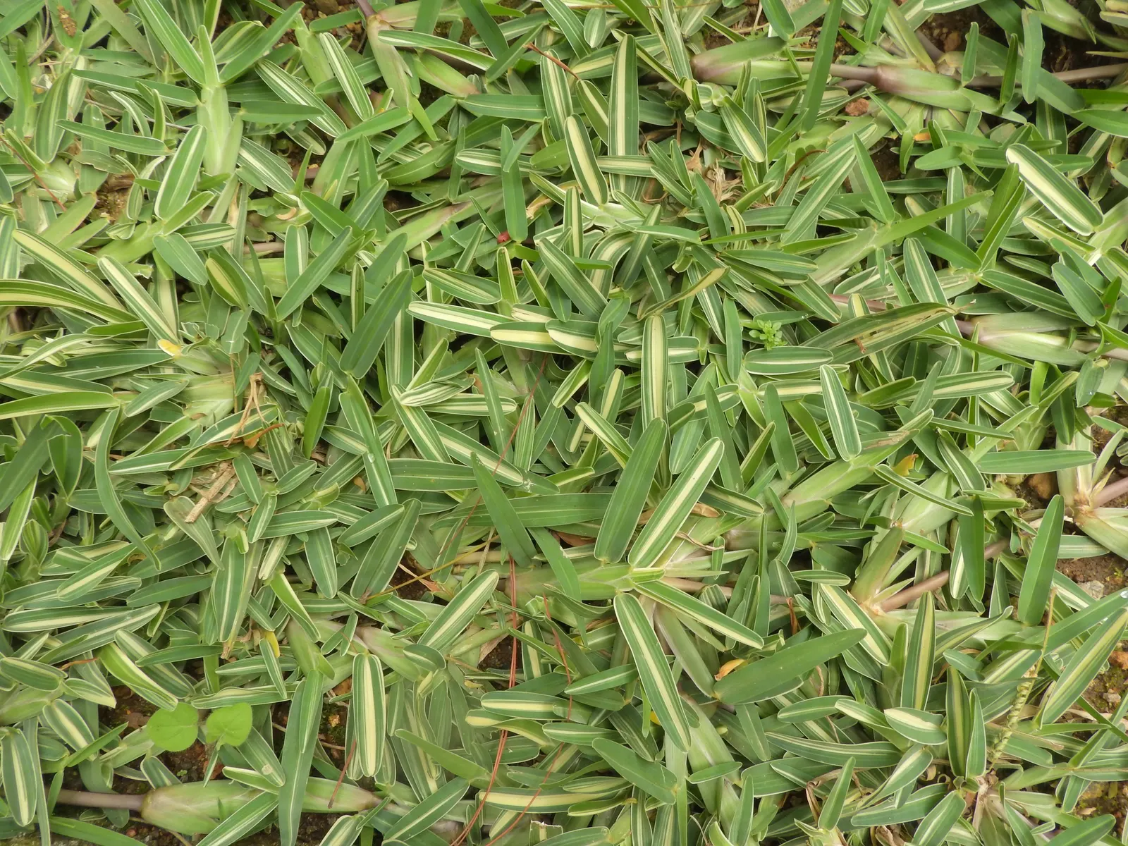 St. Augustine Grass (Lawn) (Stenotaphrum Secundatum) — depending on climate conditions - being particularly vital through the hot summer months