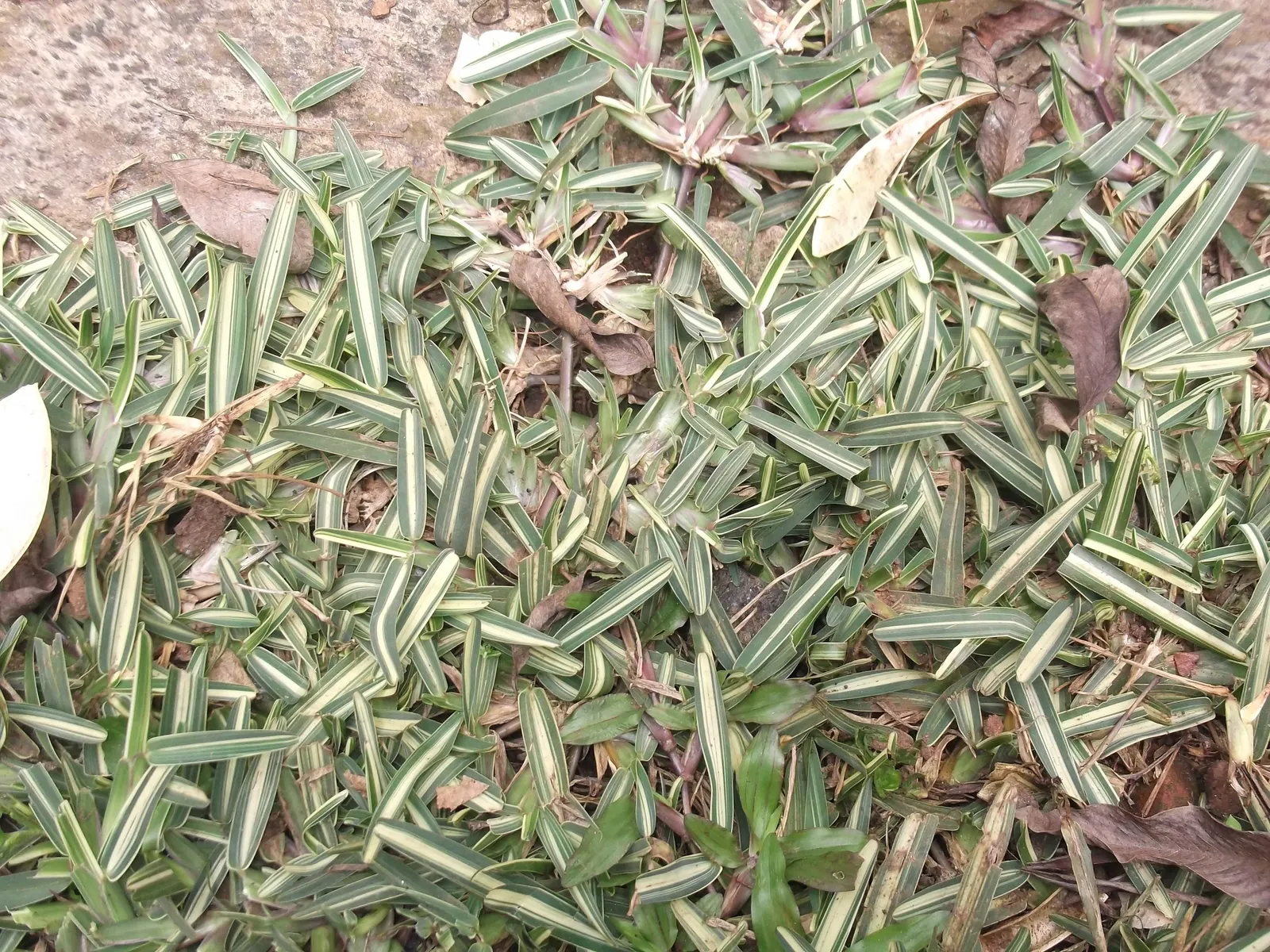 St. Augustine Grass (Lawn) (Stenotaphrum Secundatum) — Augustine Grass, thrives in warm, coastal regions; this grass features a dense and, image 48