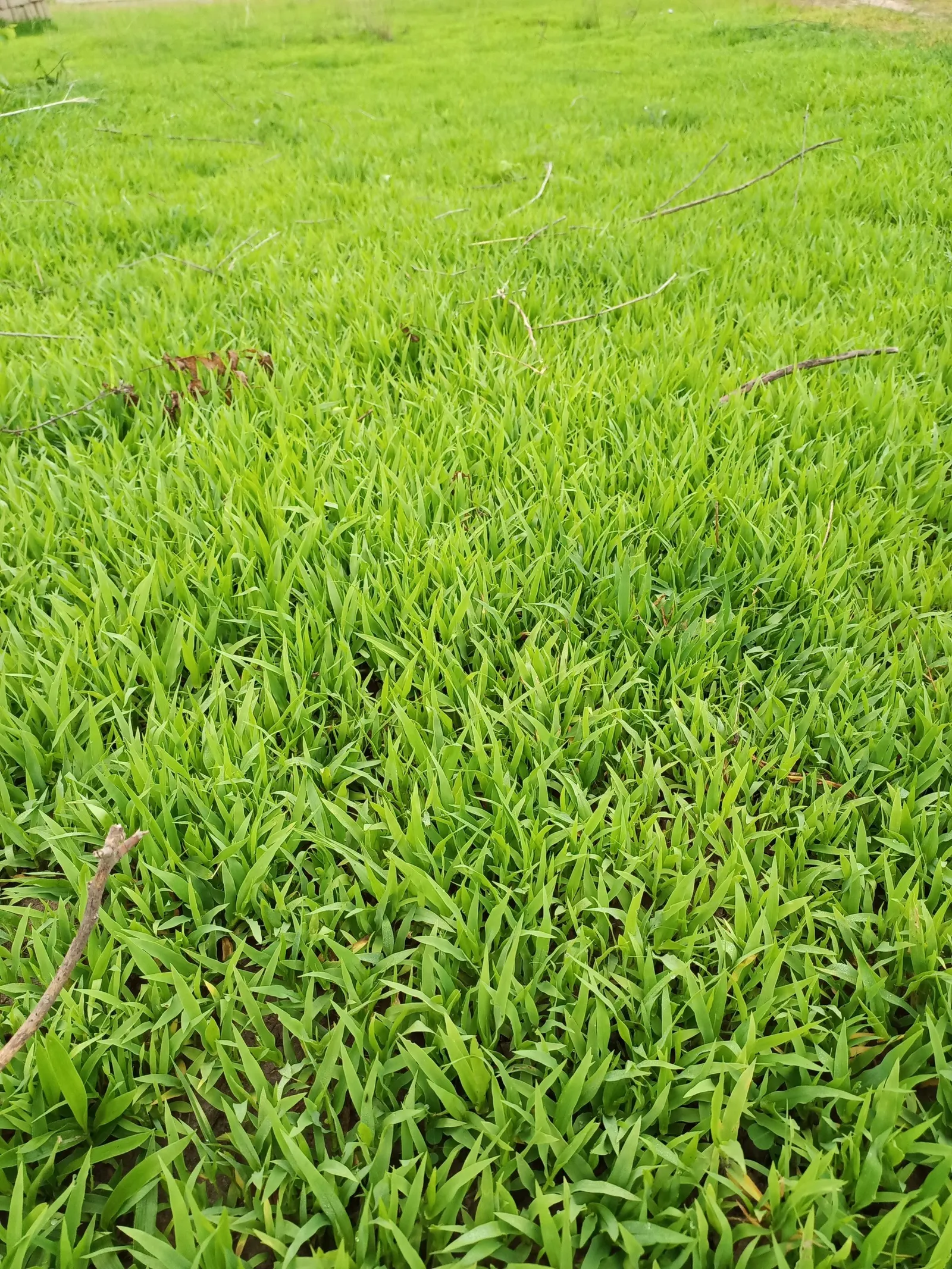 St. Augustine Grass (Lawn) (Stenotaphrum Secundatum) — is a widely chosen lawn grass for warm; however, it does offer respectable shade tolerance compared to