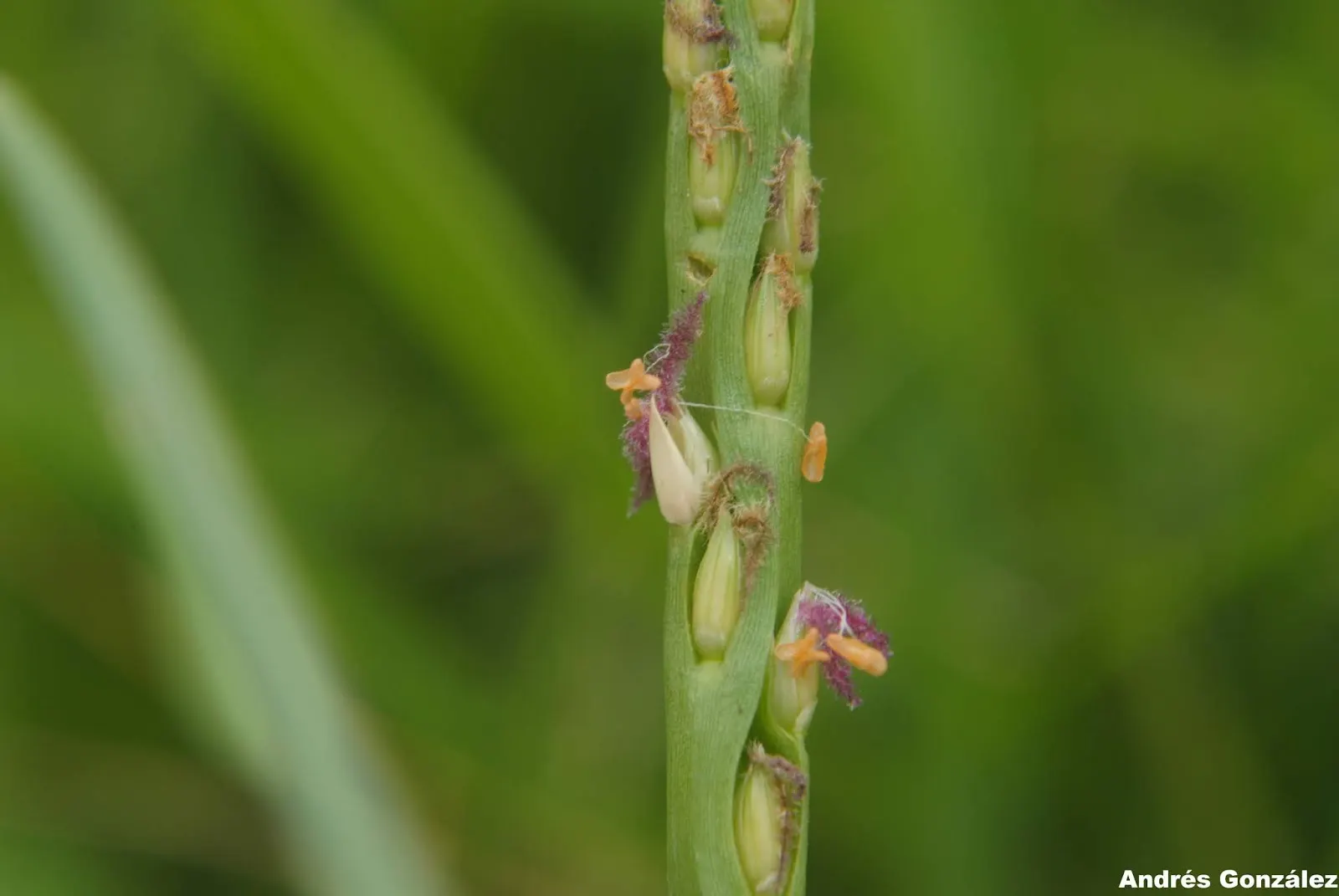 St. Augustine Grass (Lawn) (Stenotaphrum Secundatum) — coastal areas with its ability to thrive in salty and alkaline soils