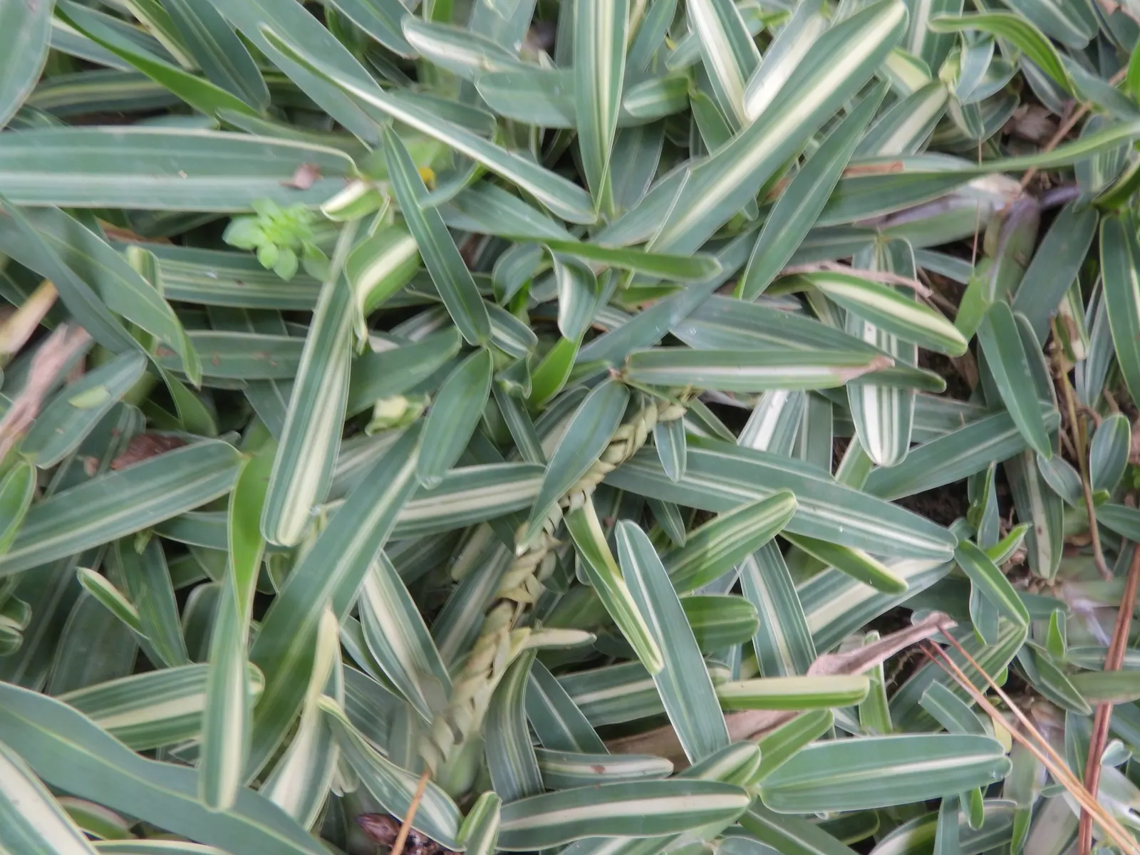 St. Augustine Grass (Lawn) (Stenotaphrum Secundatum) — This grass variety boasts a lush, blue-green hue with broad, flat blades approximately 0.25 inches wide