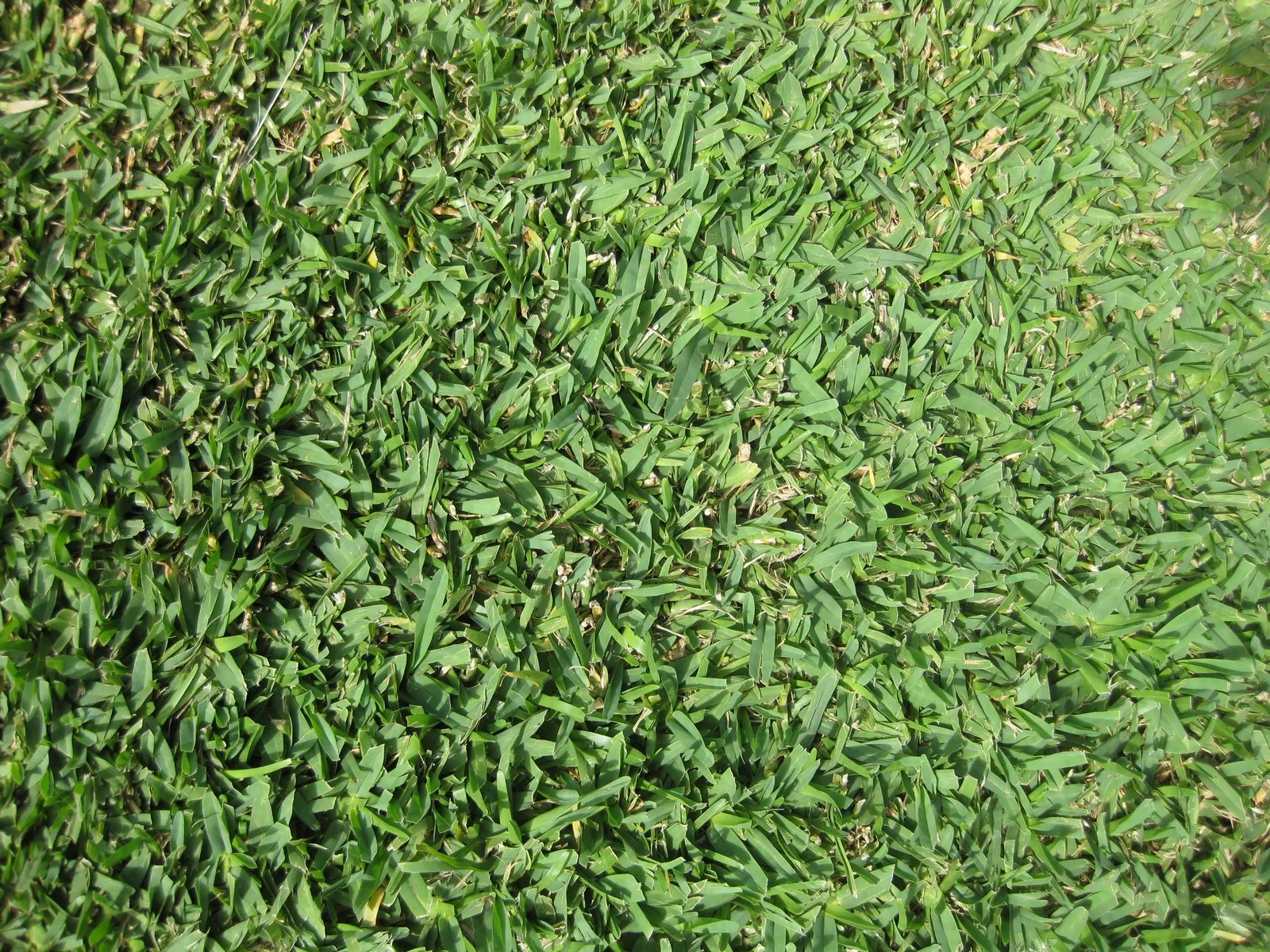 St. Augustine Grass (Lawn) (Stenotaphrum Secundatum) — grass for full or half or shade; <br><br>Being vigilant for pests like chinch bugs and diseases such as