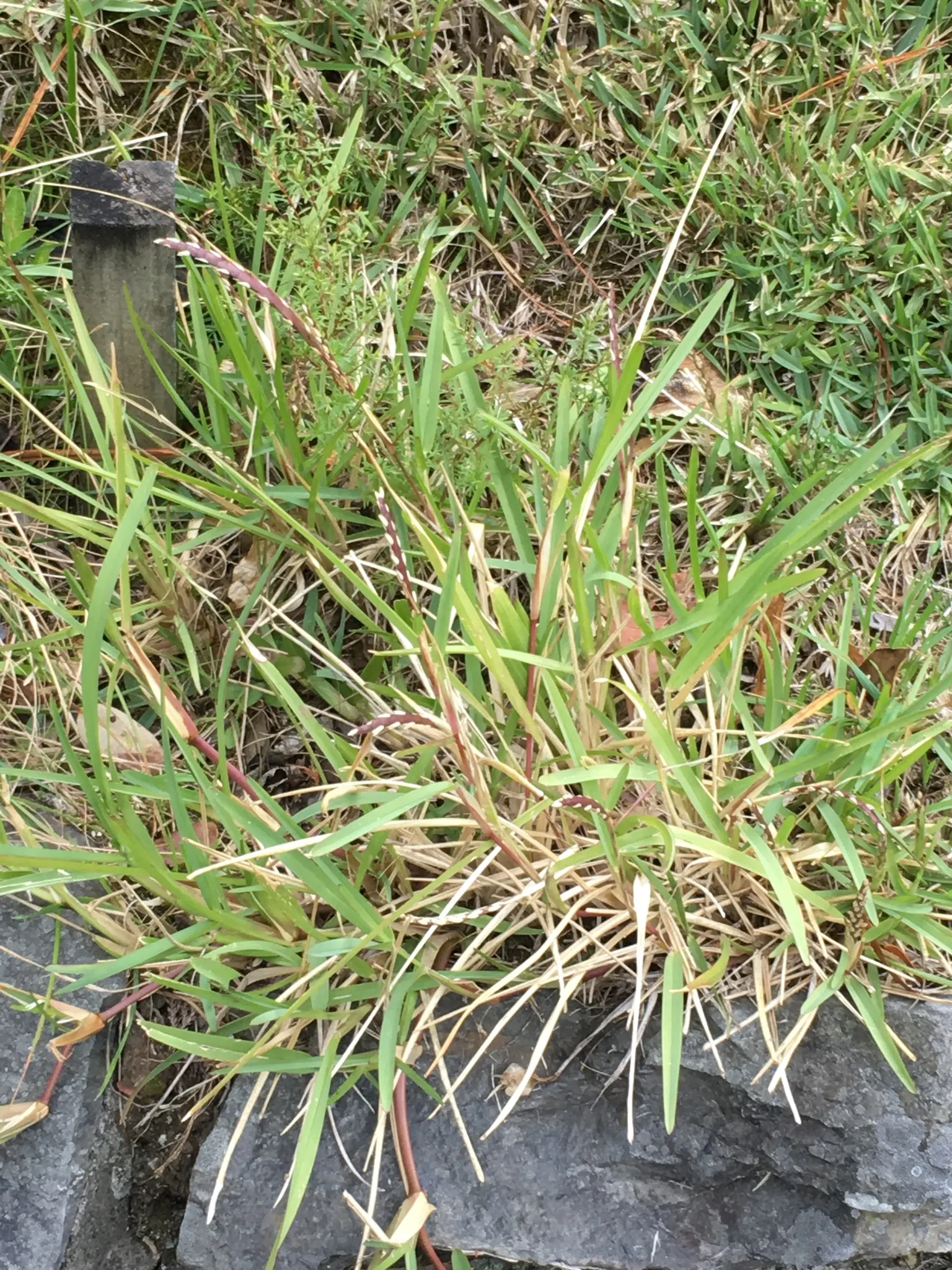 St. Augustine Grass (Lawn) (Stenotaphrum Secundatum) — depending on climate conditions - being particularly vital through the hot summer months; the
