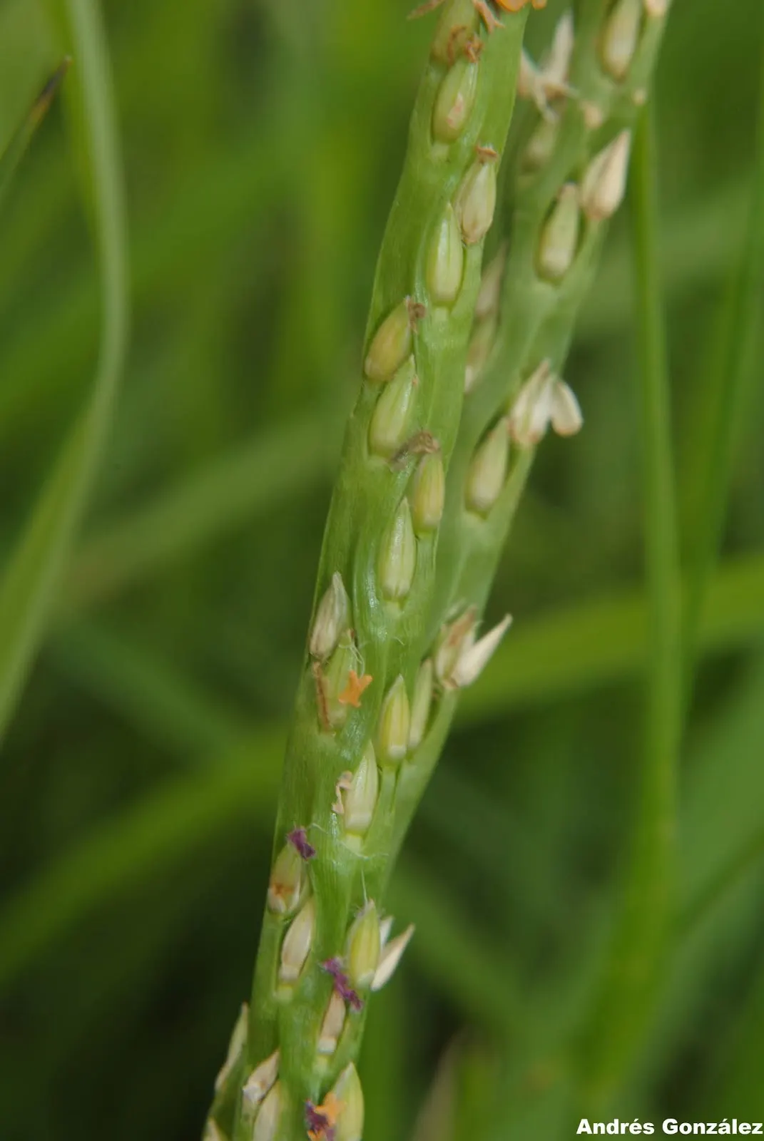 St. Augustine Grass (Lawn) (Stenotaphrum Secundatum) — Ideal for creating a low-maintenance, resilient lawn