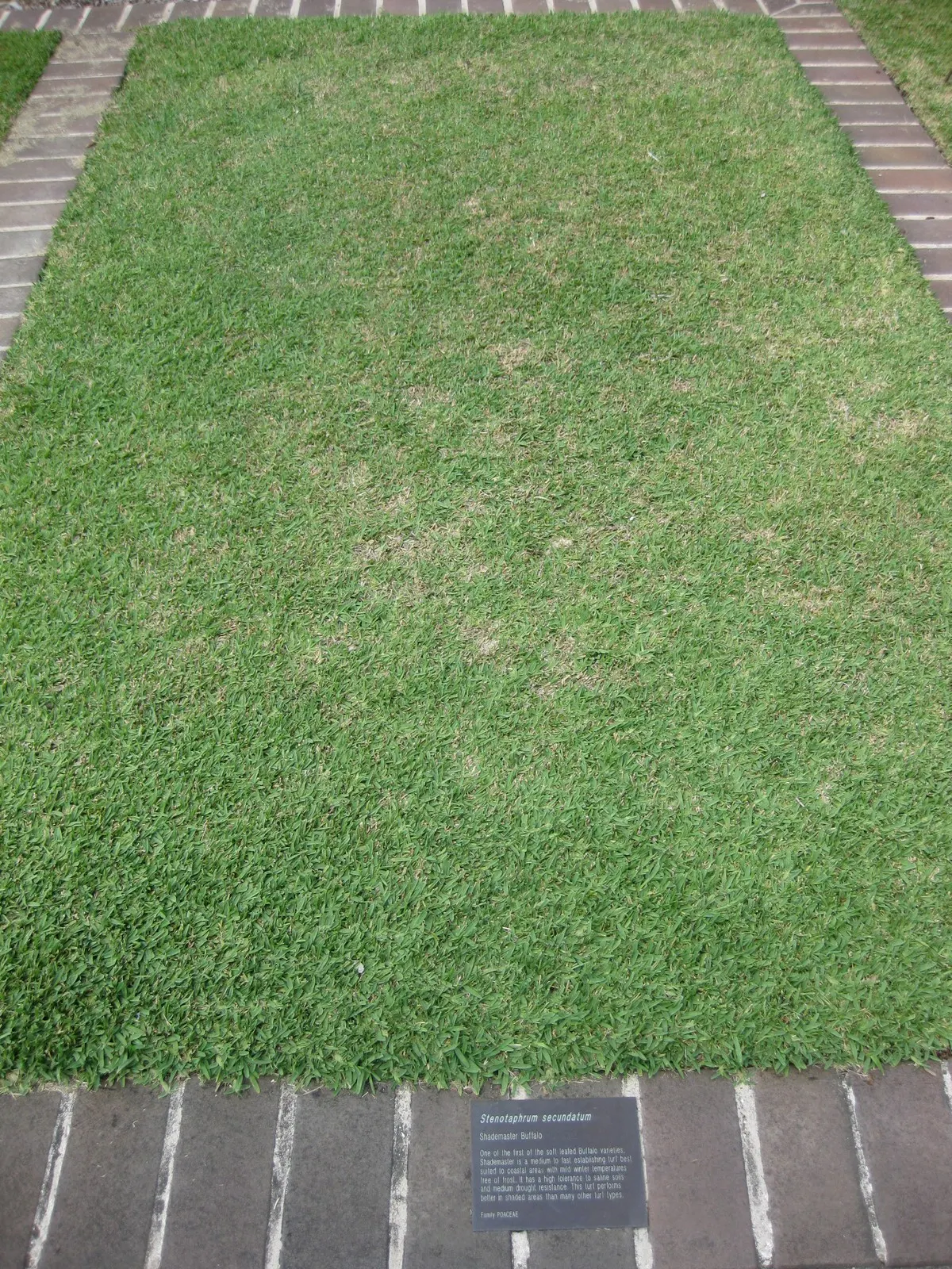 St. Augustine Grass (Lawn) (Stenotaphrum Secundatum) — this grass features a dense and carpet-like quality