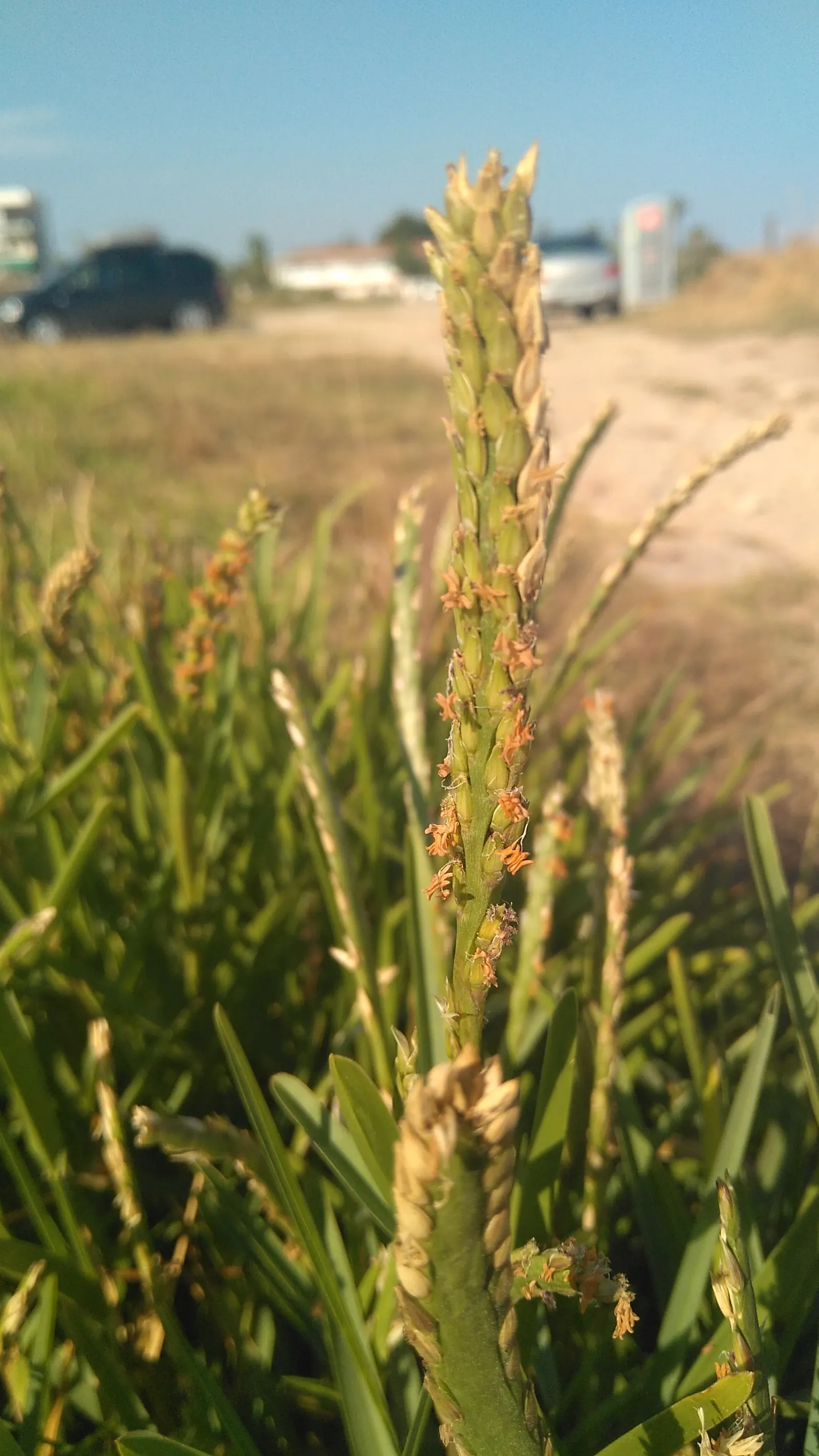 St. Augustine Grass (Lawn) (Stenotaphrum Secundatum) — Augustine Grass, thrives in warm, coastal regions
