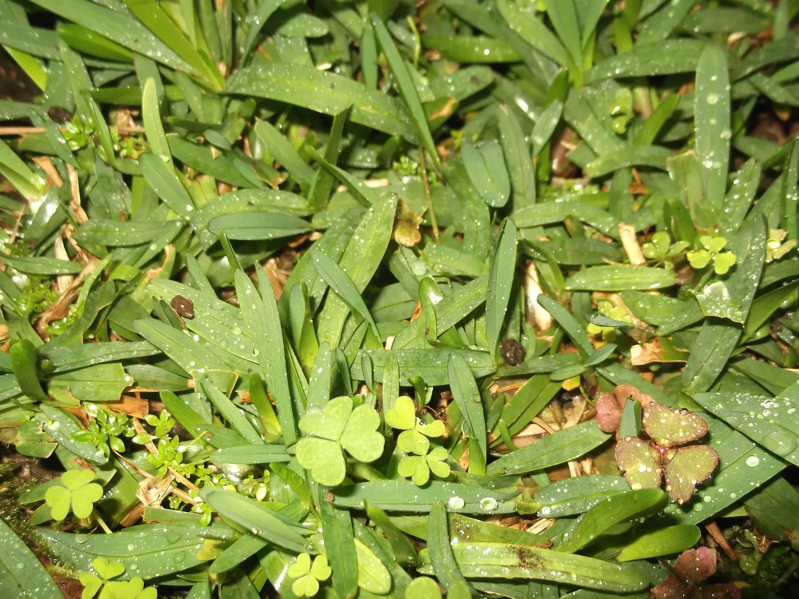 St. Augustine Grass (Lawn) (Stenotaphrum Secundatum) — this grass features a dense and carpet-like quality; but requires at least 4 inches of rainfall or
