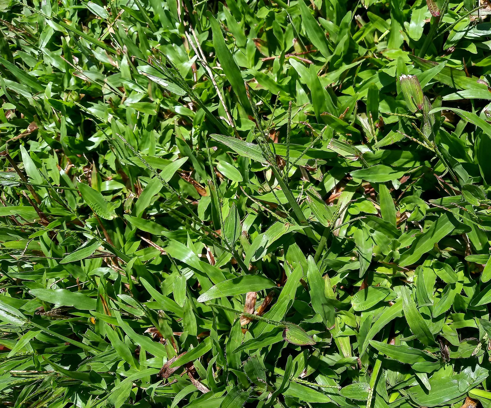 St. Augustine Grass (Lawn) (Stenotaphrum Secundatum) — When establishing, maintain a height of 2-4 inches to encourage robust growth; augustine lawn is between